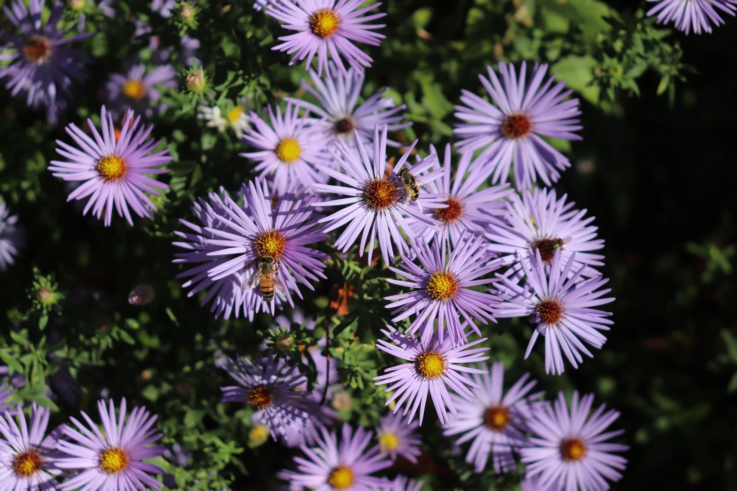 New York Botanical Garden, New York, October 2024