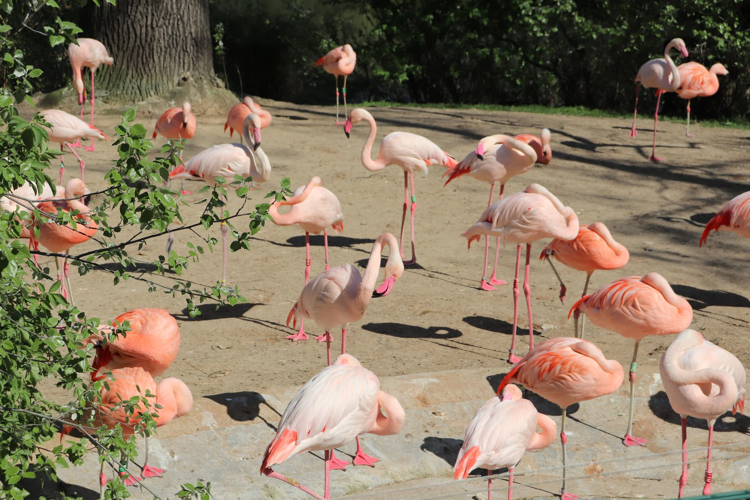 Berlin Zoo, Germany, April 2019