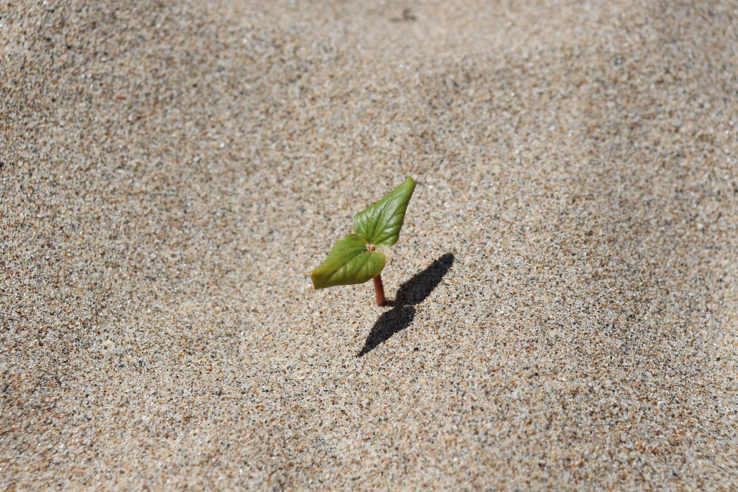 Paralia Hrisi Akti, Golden Beach, Chania, Crete, May 2022