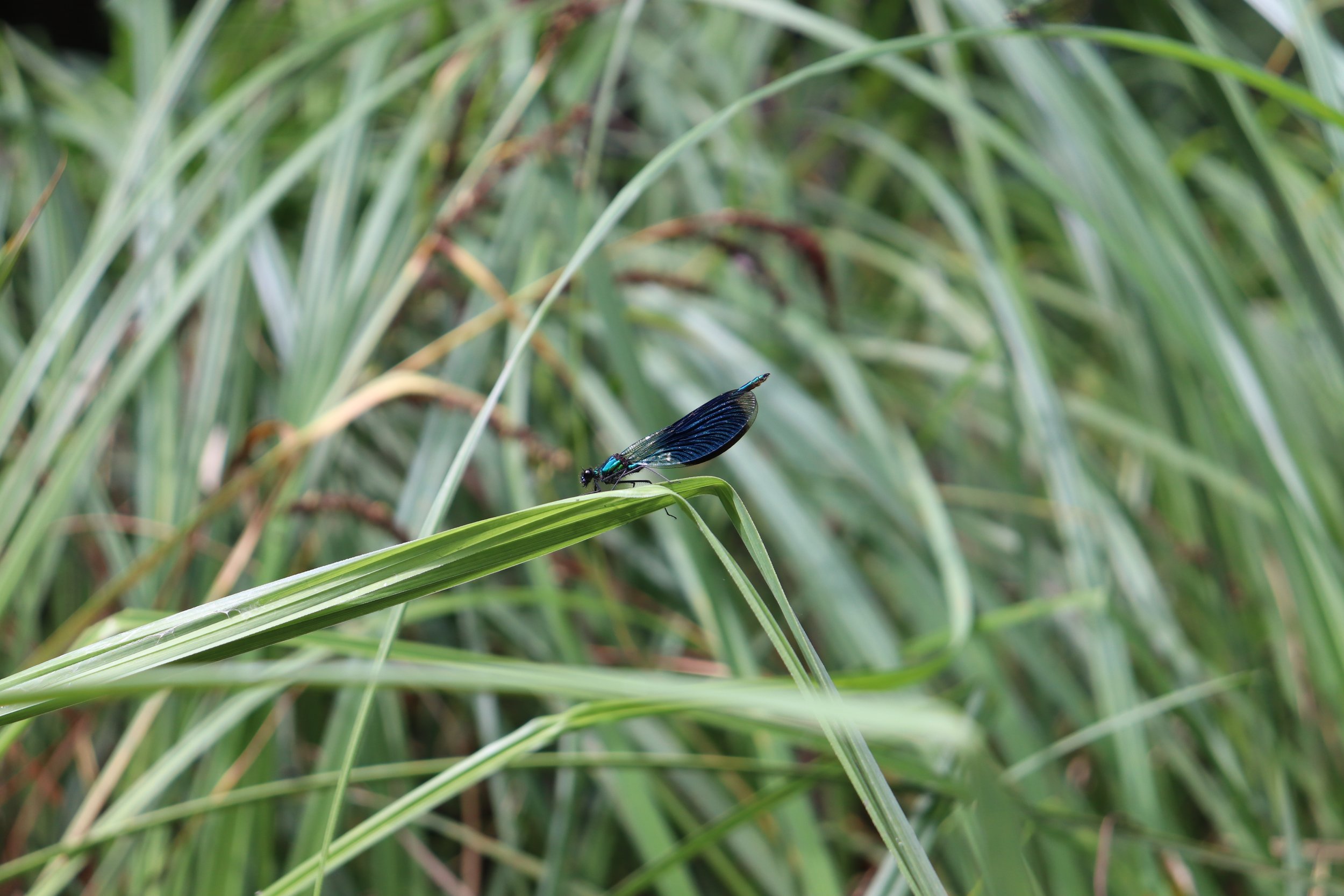 Kayaking through Spreewald, Lübben, Germany, June 2020