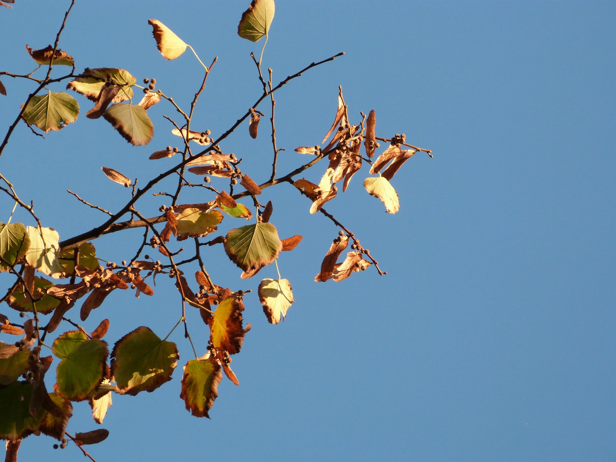 Fall Sky, Berlin, Germany, October 2017