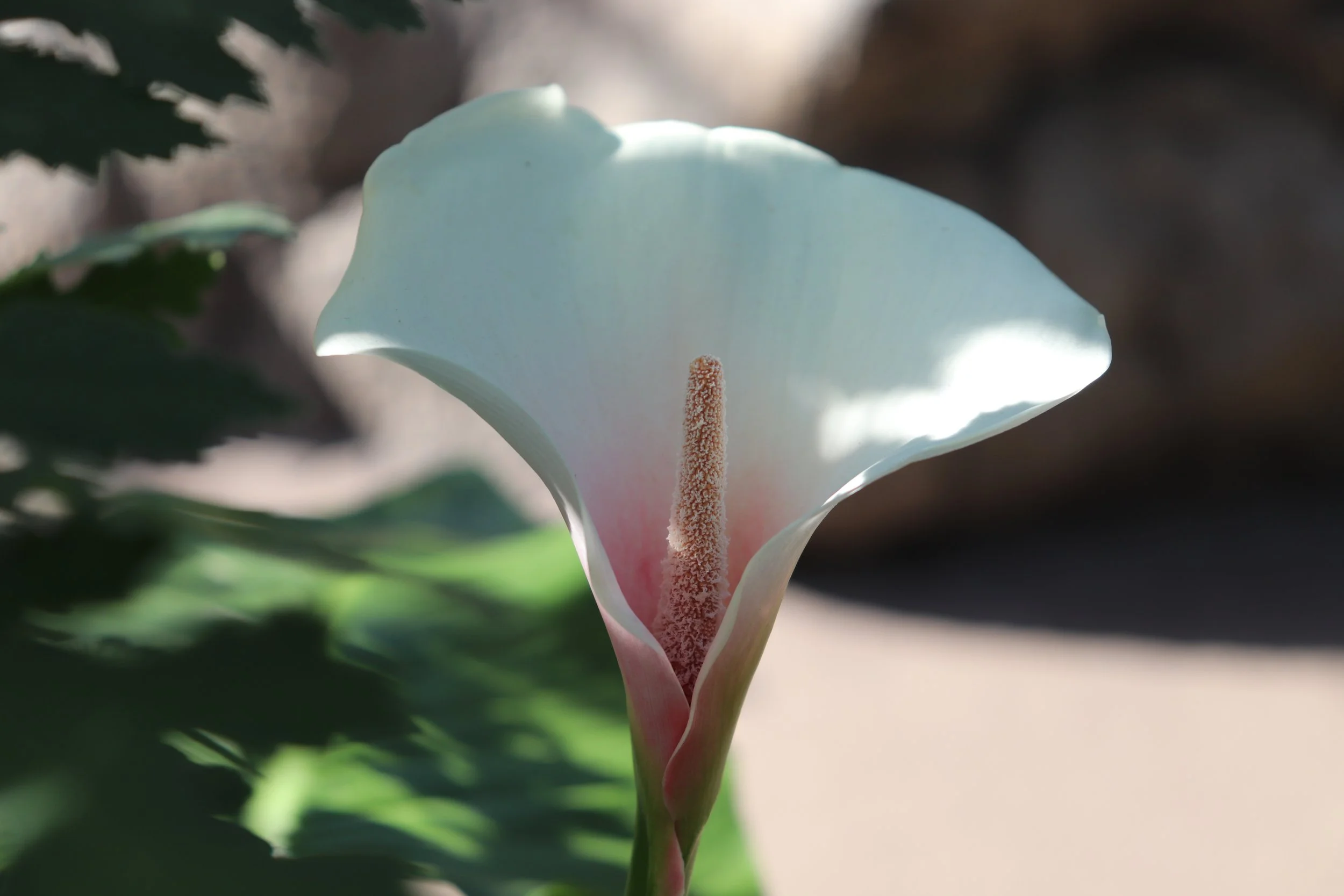 Brooklyn Botanical Garden, New York, April 2022