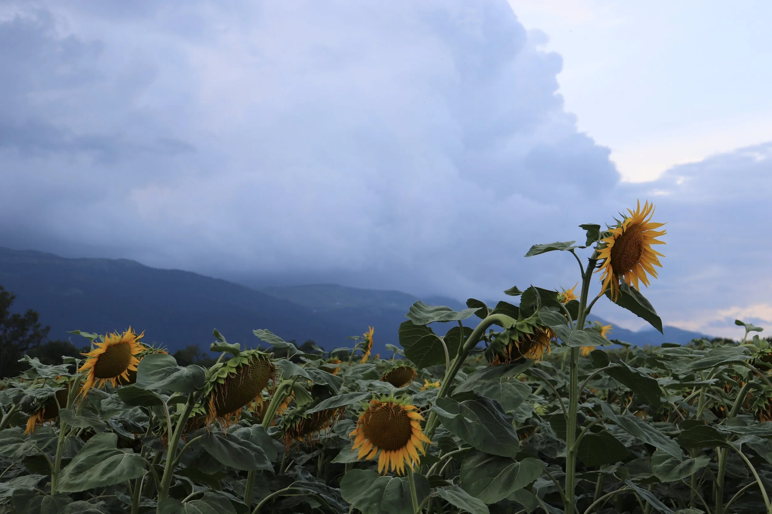 Somewhere between France and Switzerland, July 2019