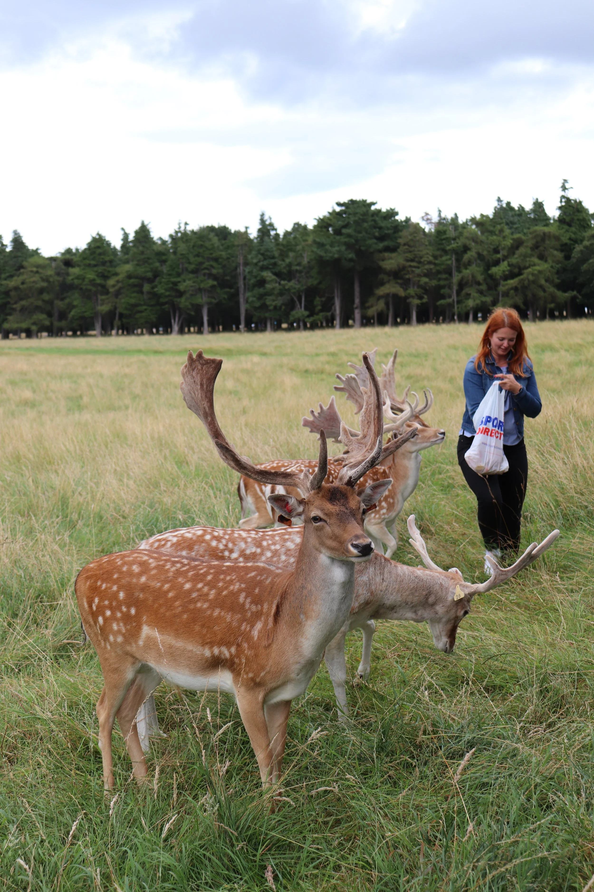 Phoenix Park, Dublin, Ireland, August 2019