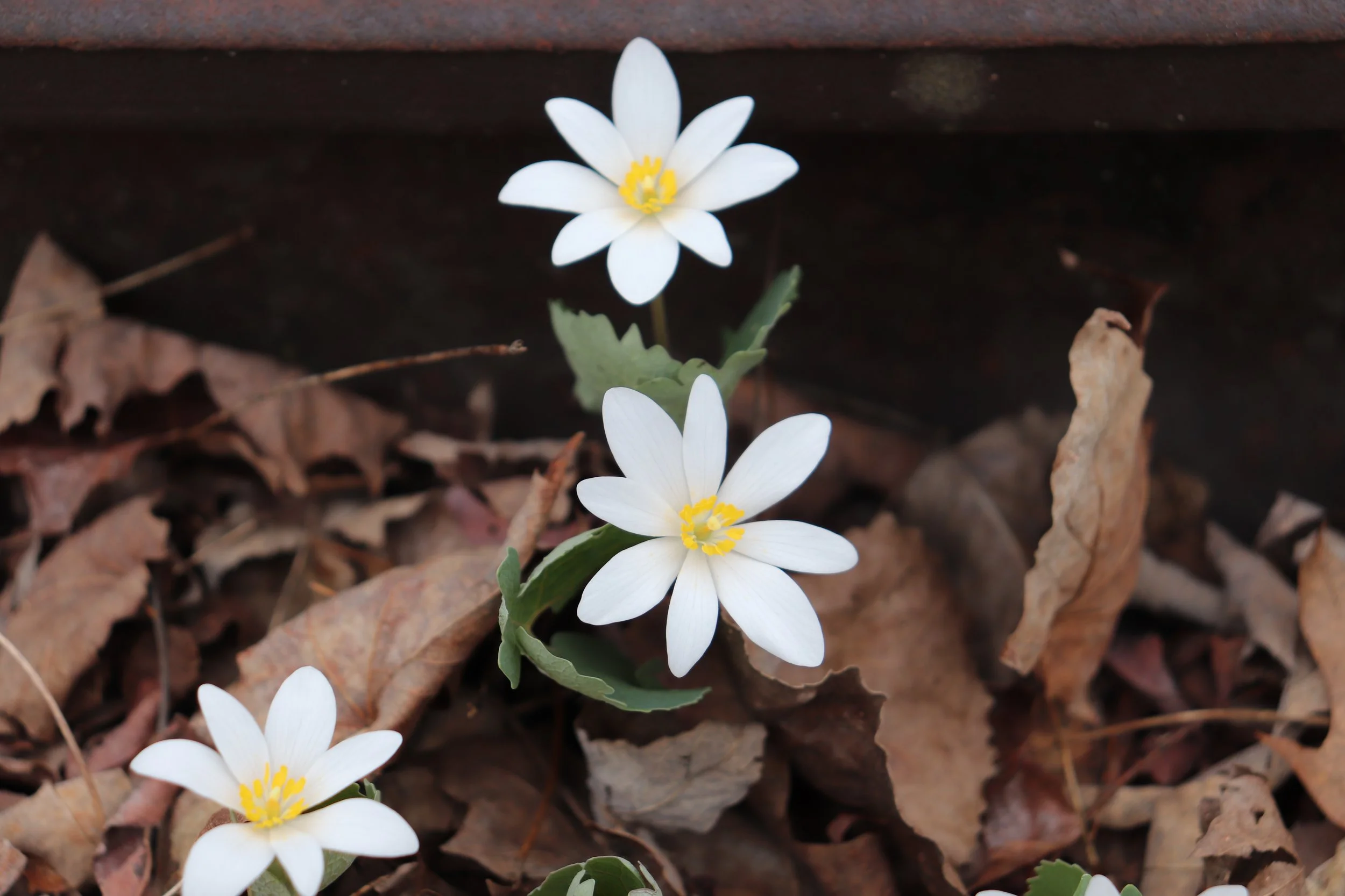 Near an old railroad in Northern Catskills, Upstate New York, April 2022