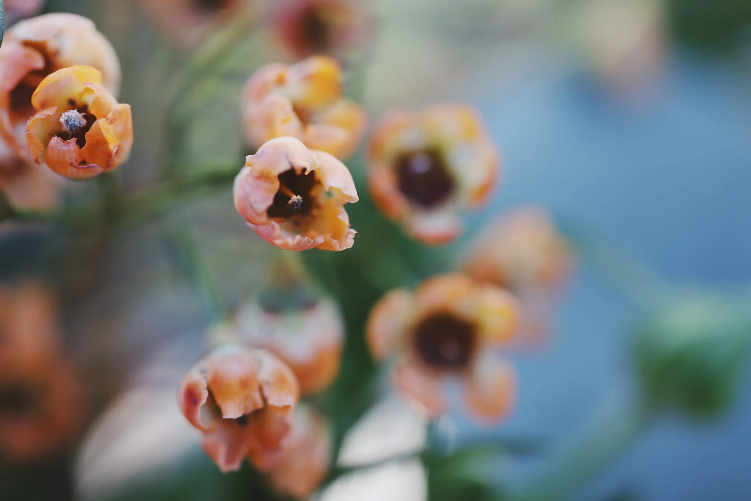 Close-up of small, orange and pink berries with dark centers on a plant.