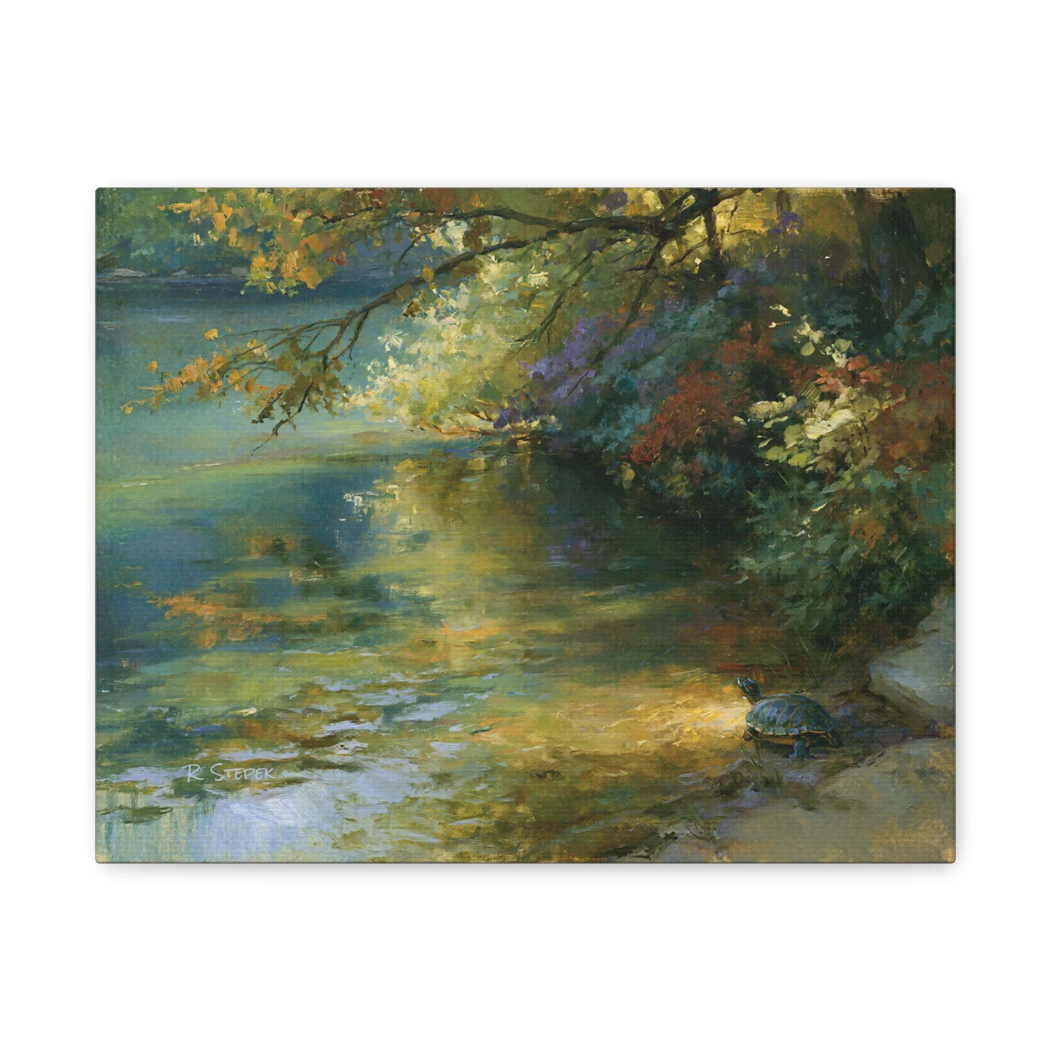 Shaded Cove in Summer Light turtle wildlife art print