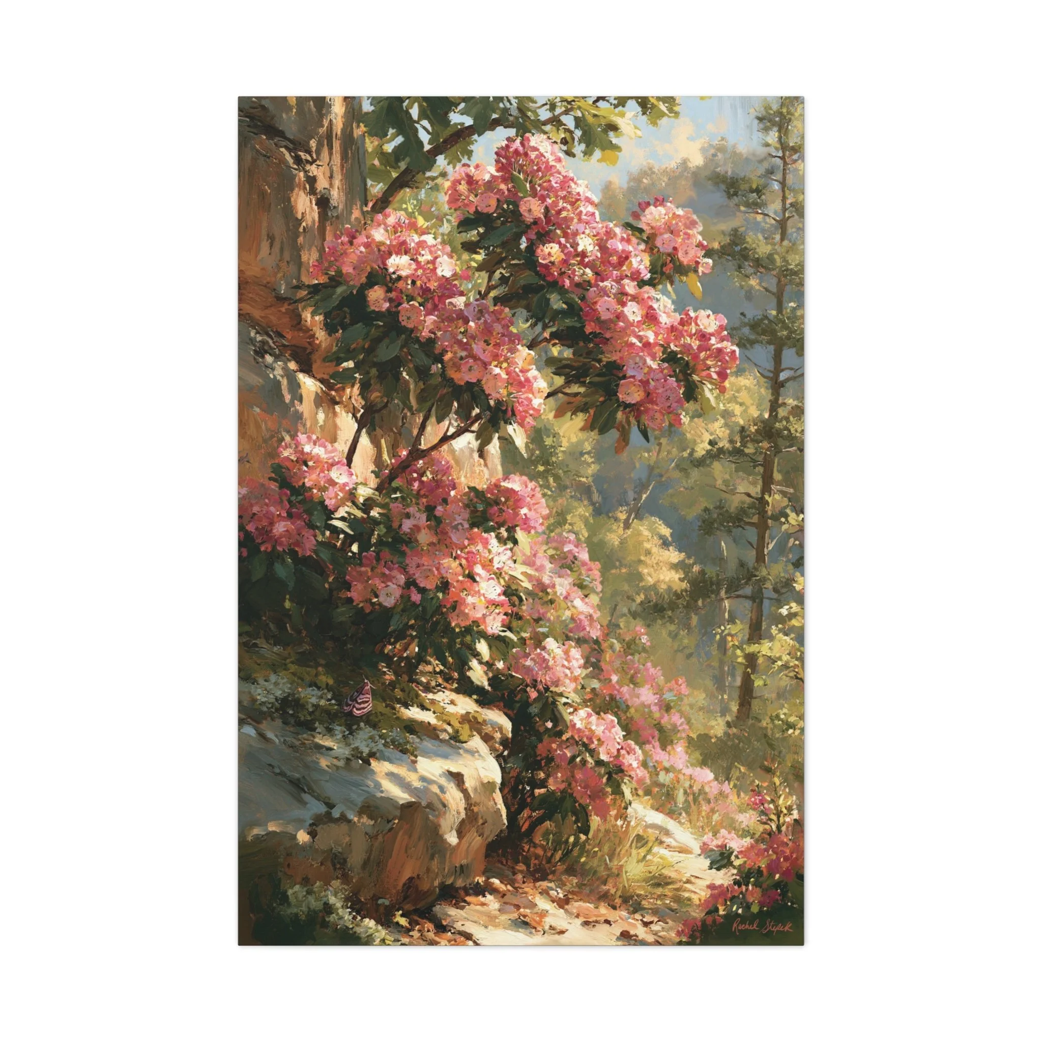 Mountain Laurel on Sandstone Ridge canvas print with pink native mountain laurel blooms, warm sandstone, and Appalachian ridge light