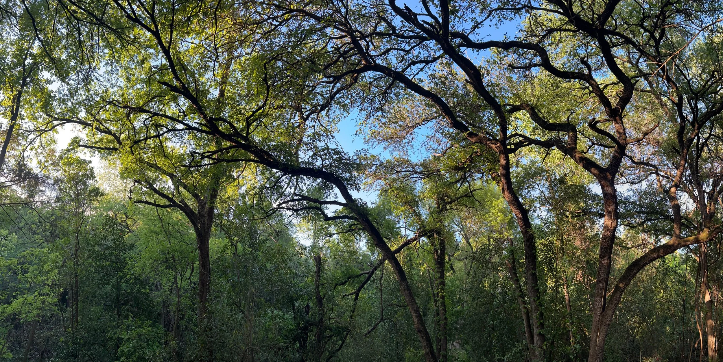 View of tree branches and green leaves against a clear blue sky in a forest.