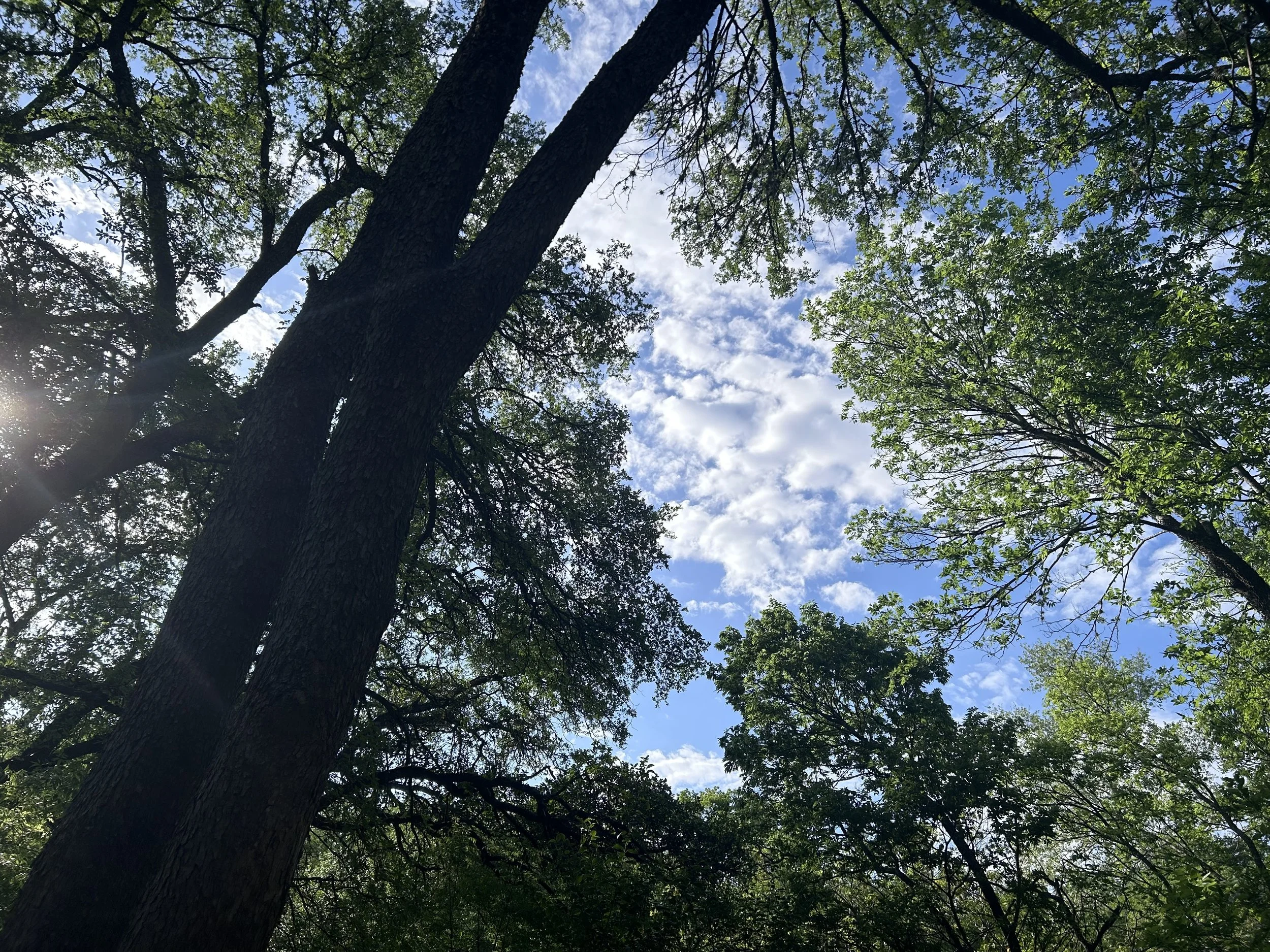 Looking up at tall trees with green leaves against a partly cloudy blue sky.