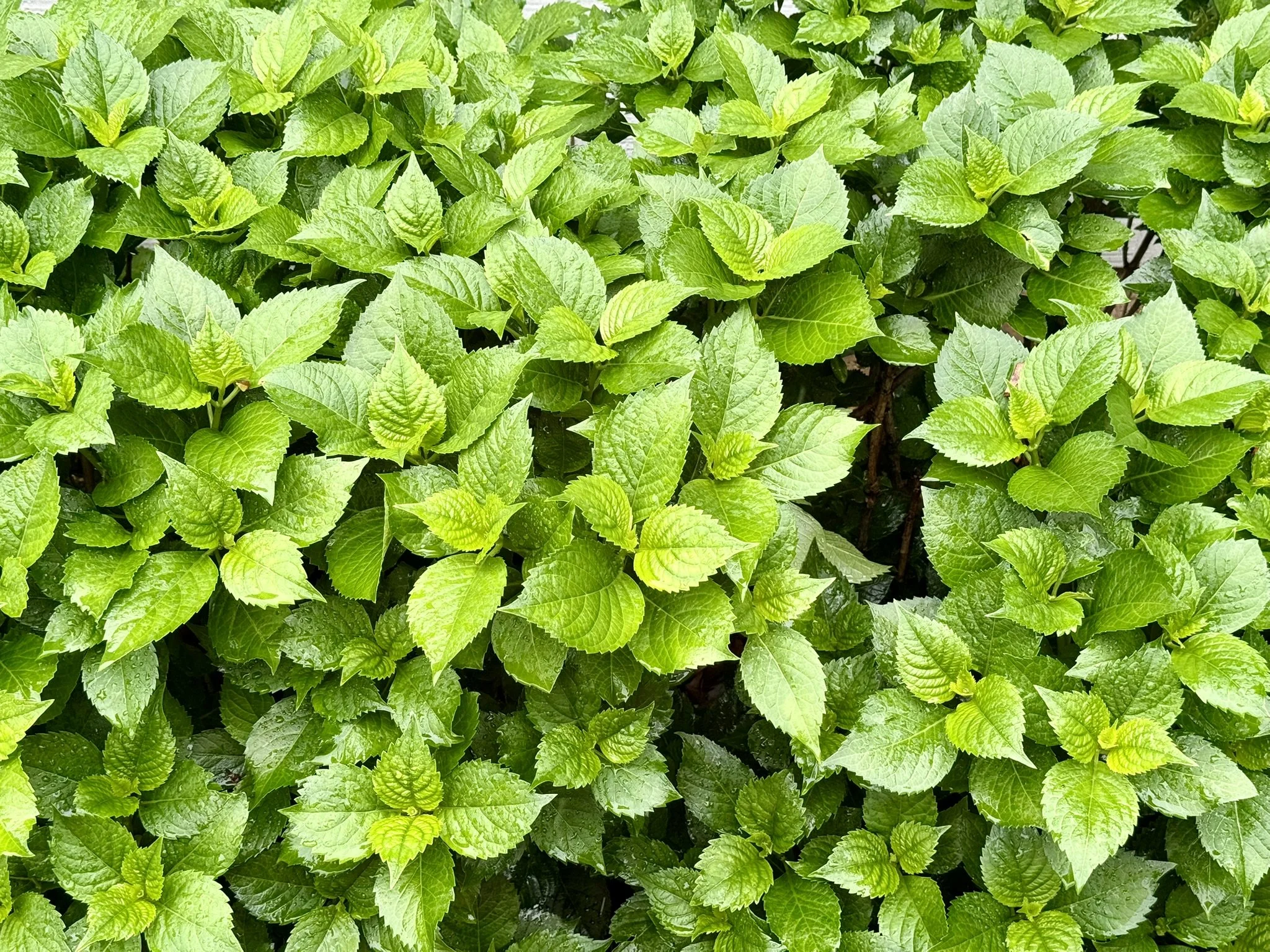2026 CW14 - First Spring Rains