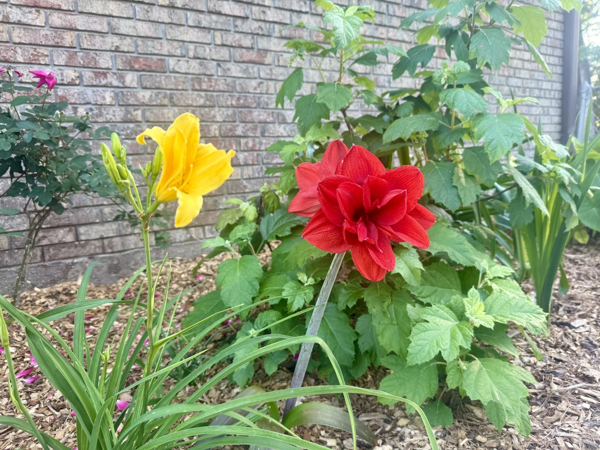2026 CW16 - Double Amaryllis!