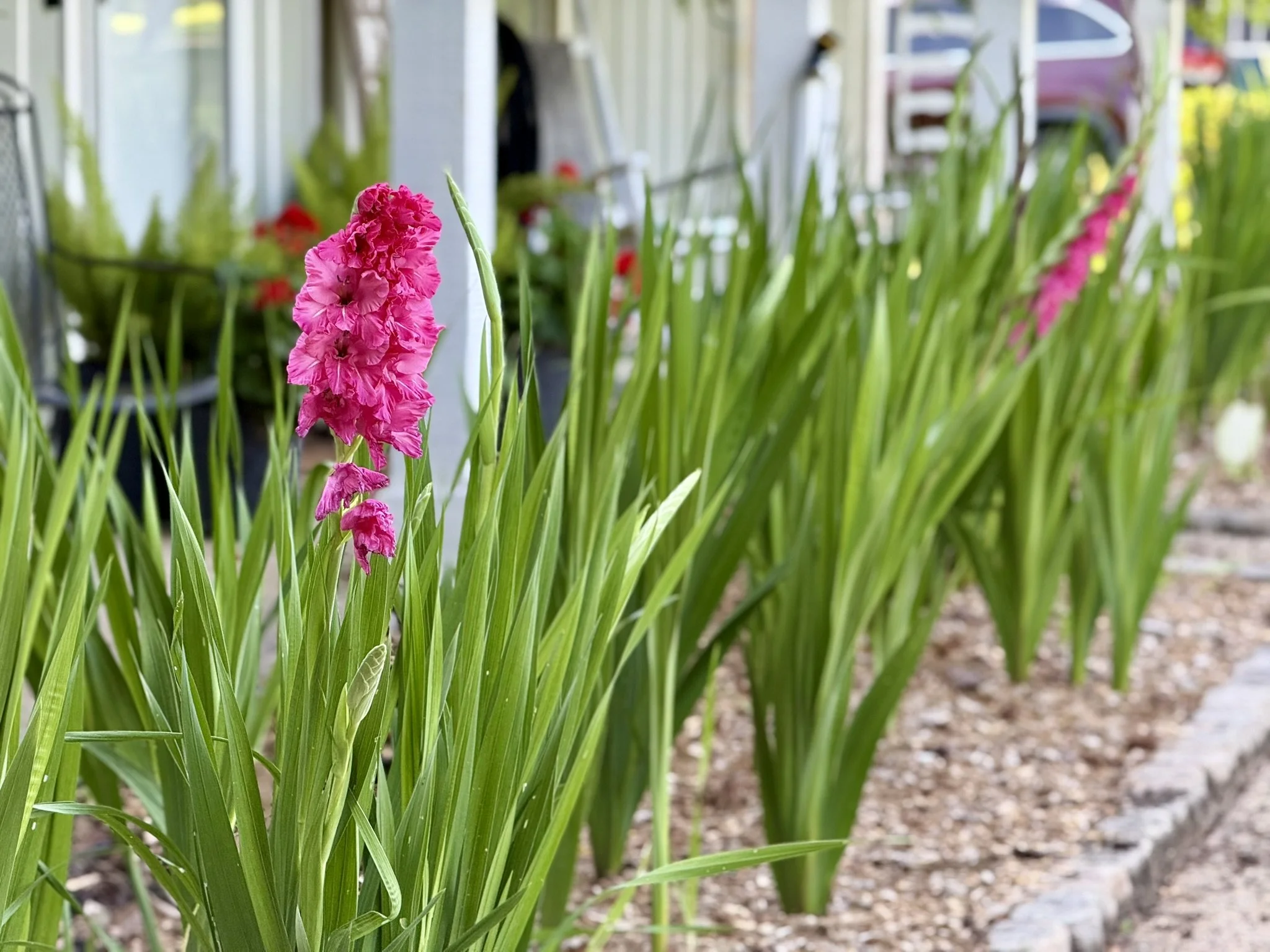 2026 CW17 - Glad for Gladiolus!