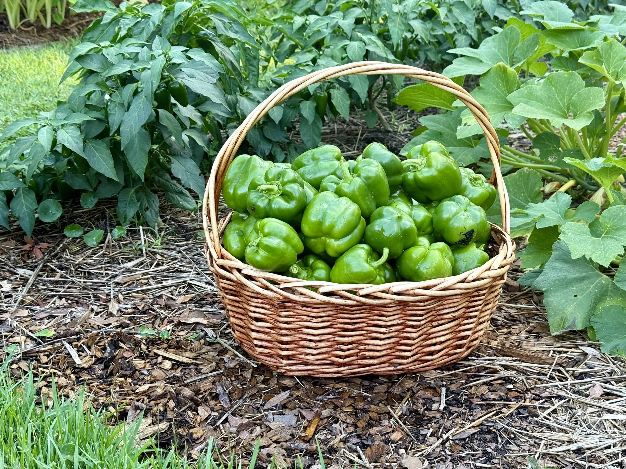 2026 CW24 - Garden Redemption