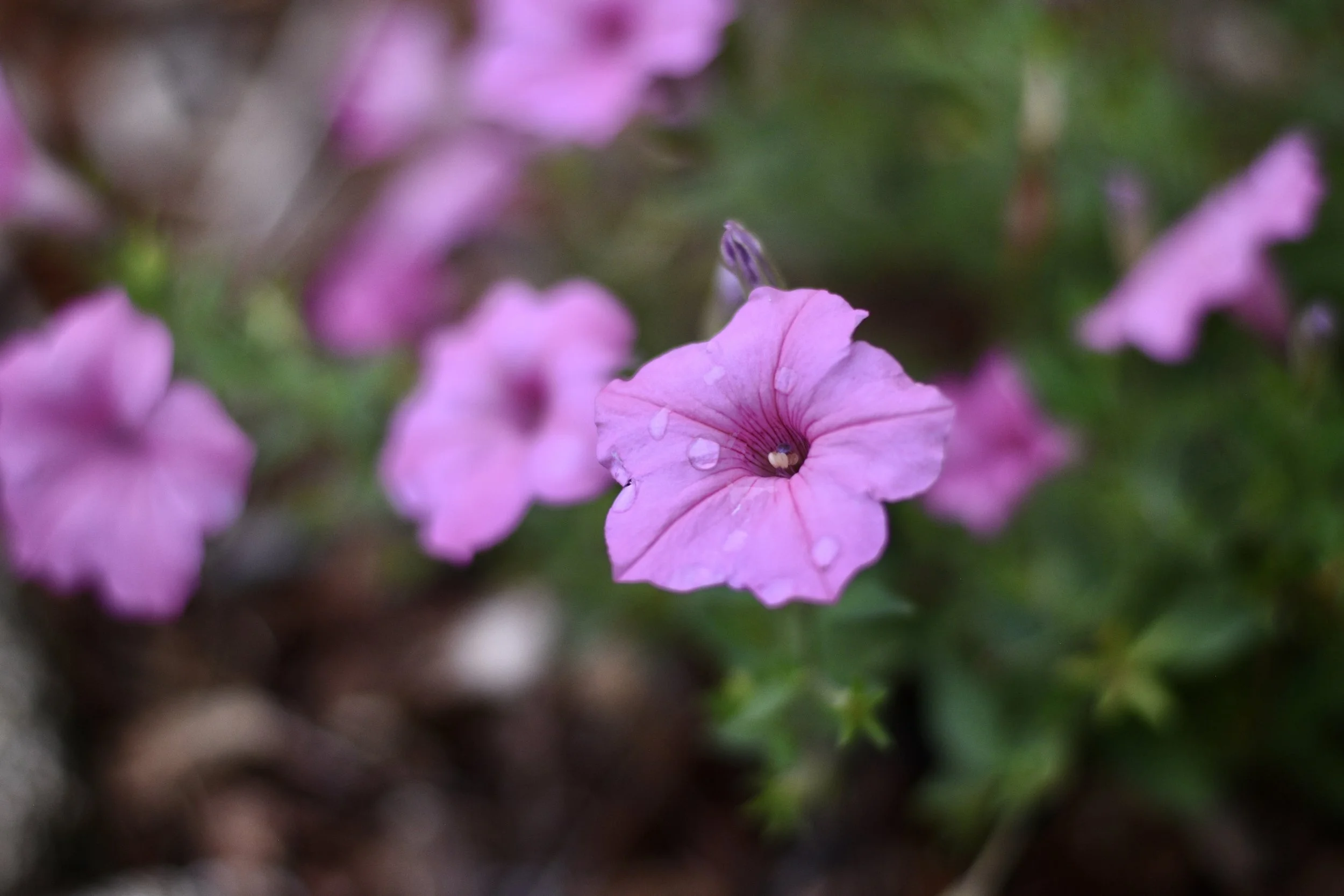 DSC_5055.JPEG