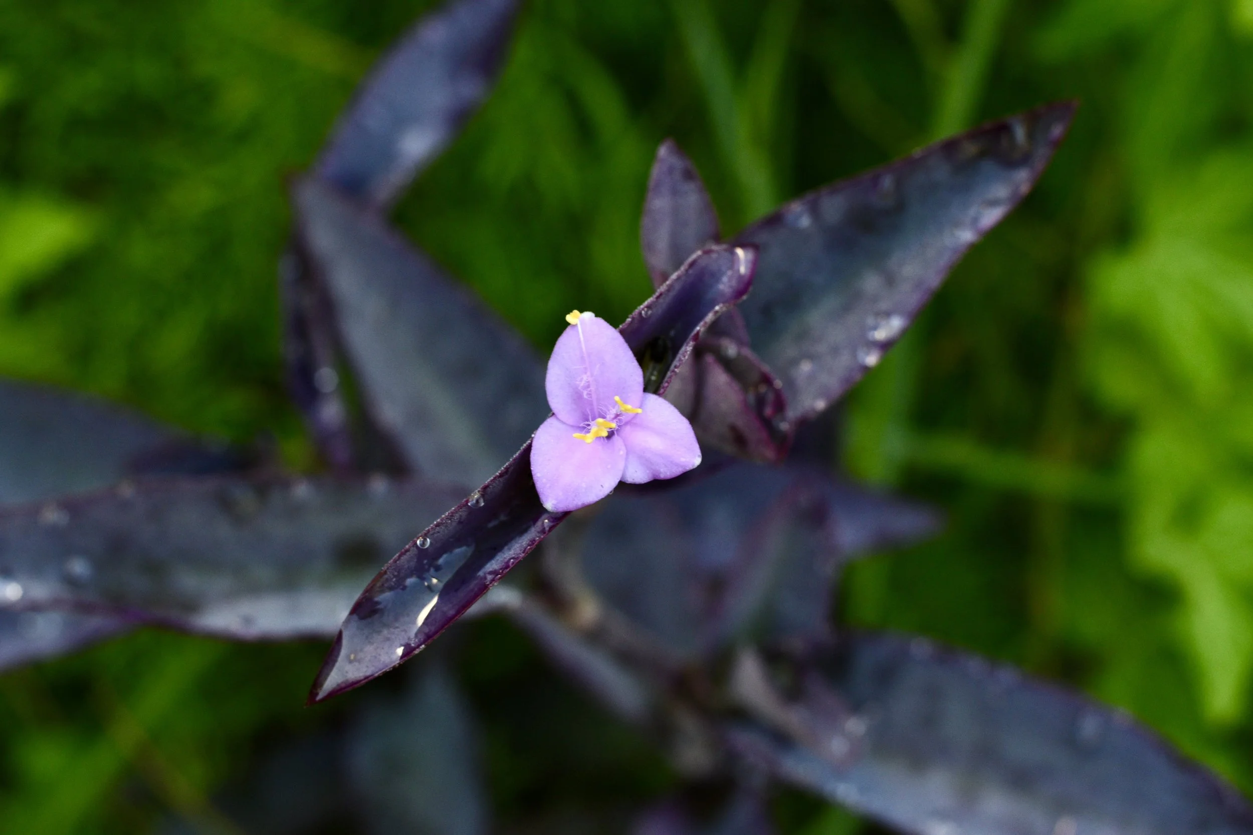 DSC_5111.JPEG
