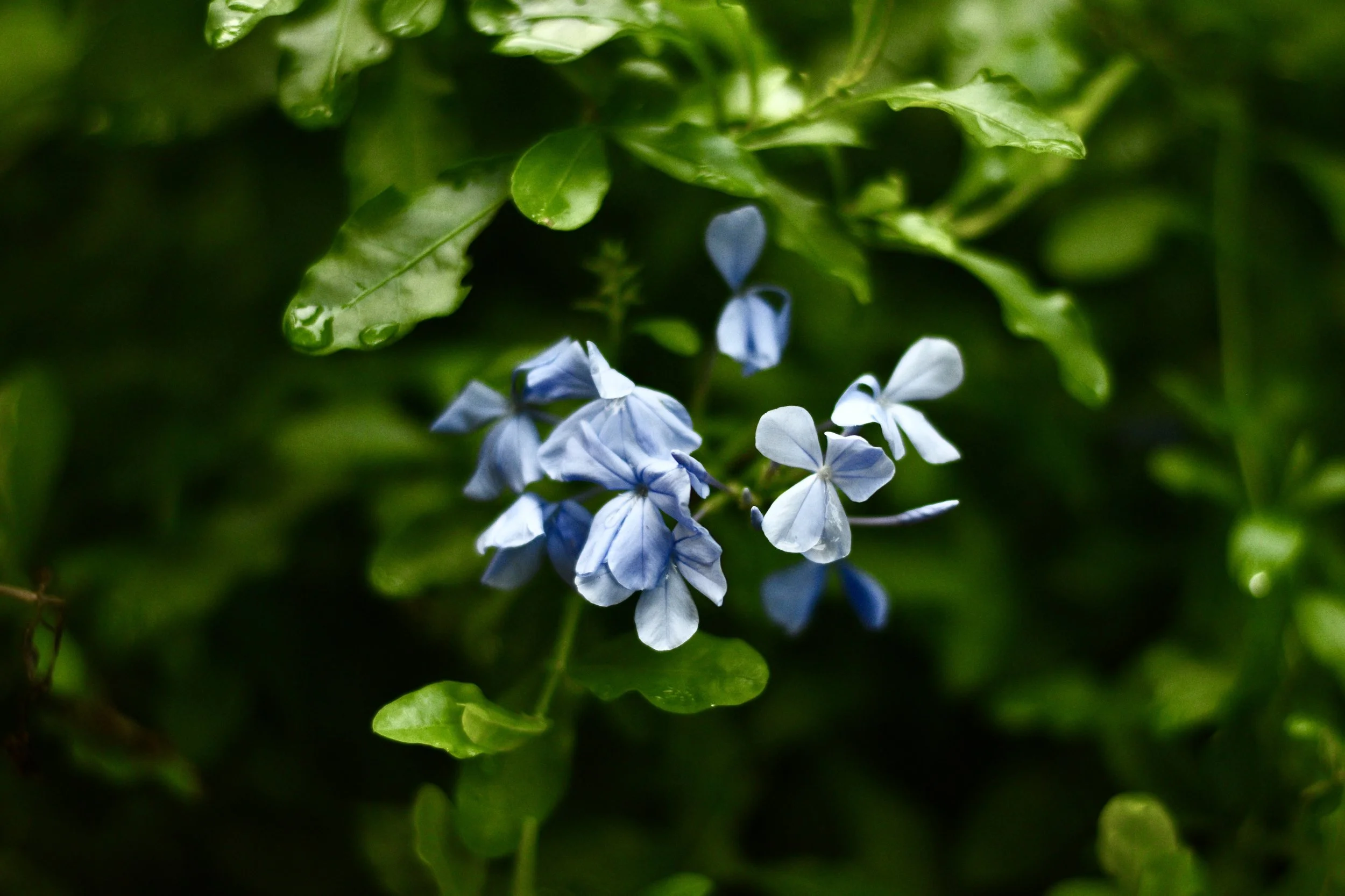 DSC_5074.JPEG
