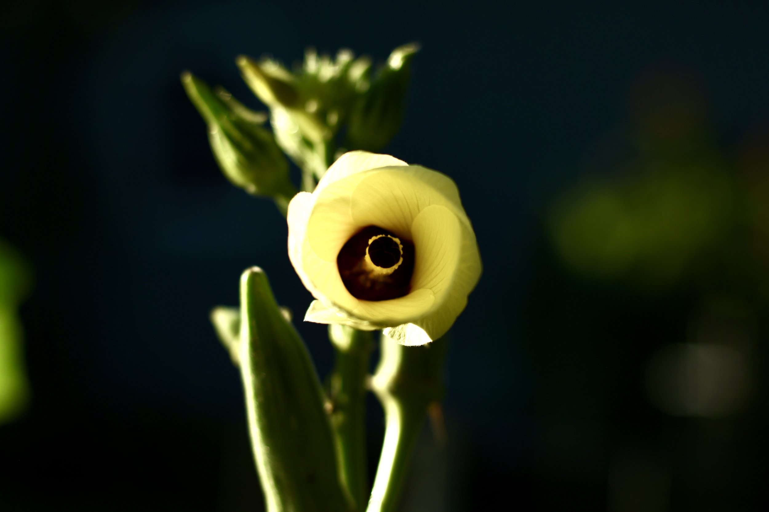 DSC_5101.JPEG