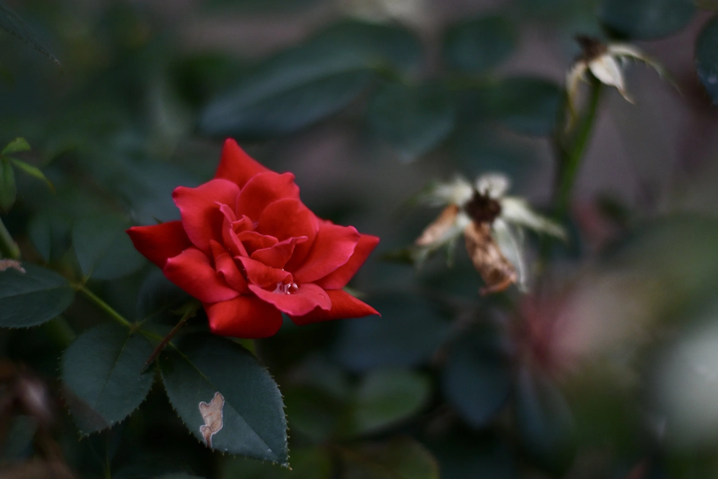 DSC_5053.JPEG