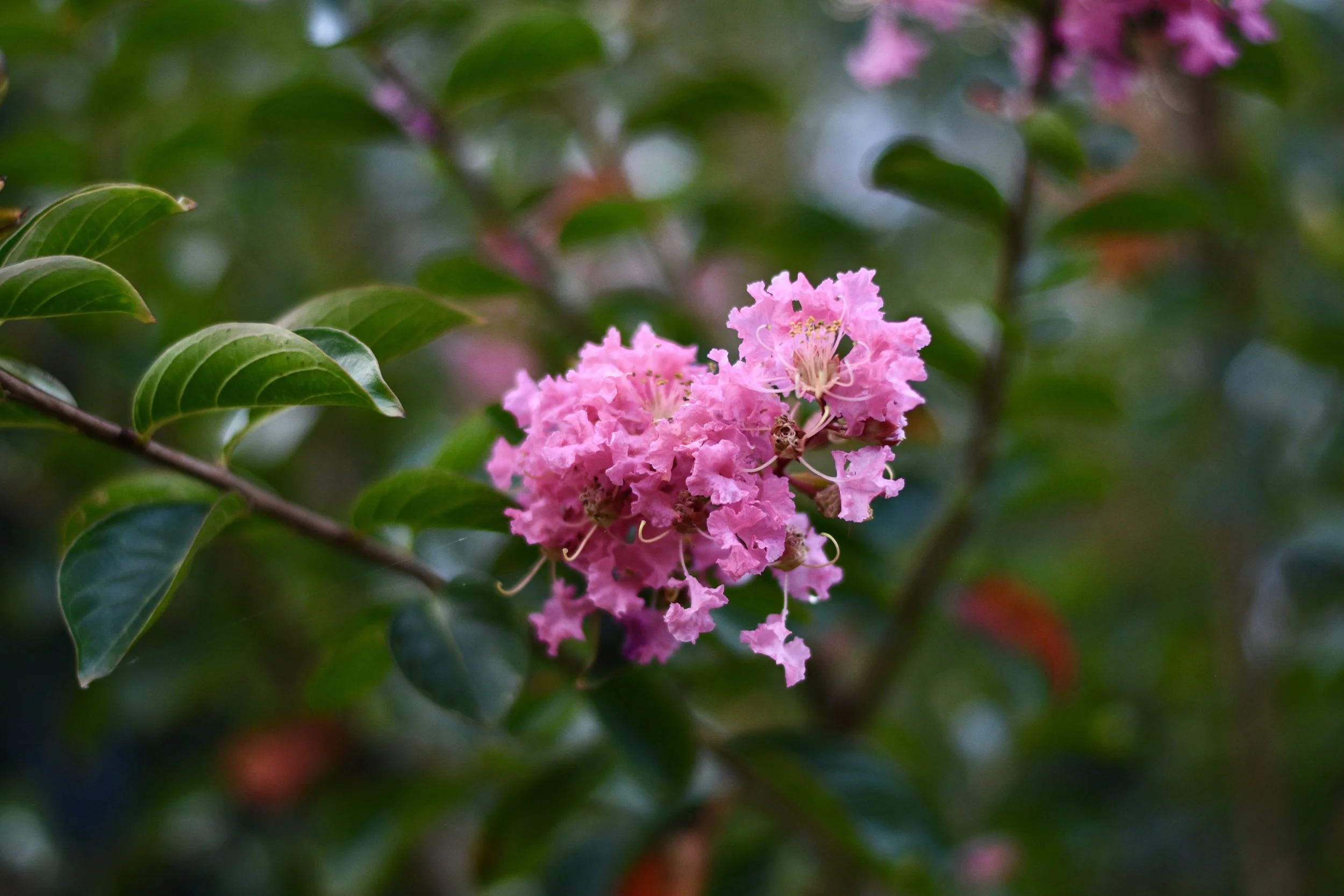 DSC_5049.JPEG