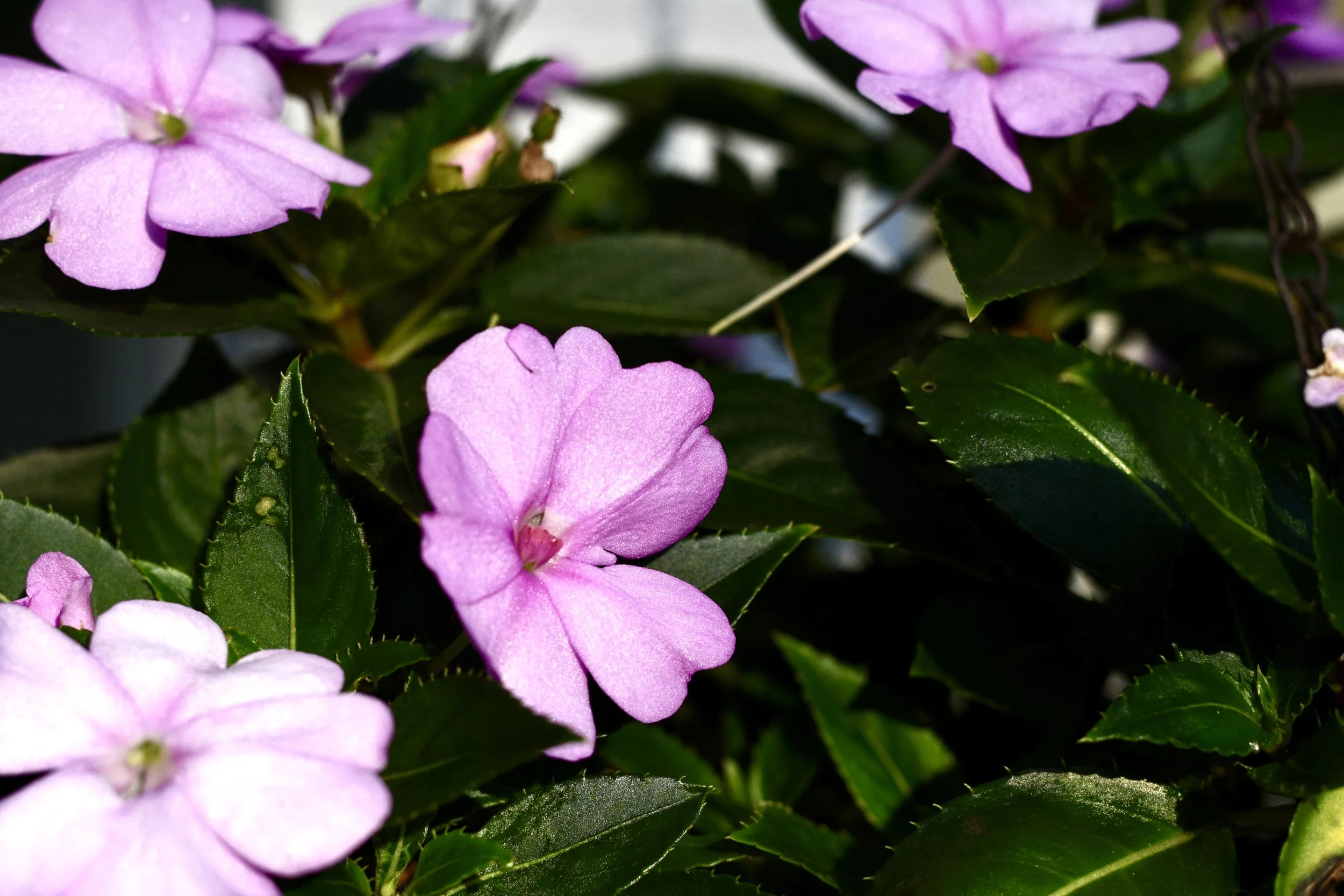 DSC_5119.JPEG