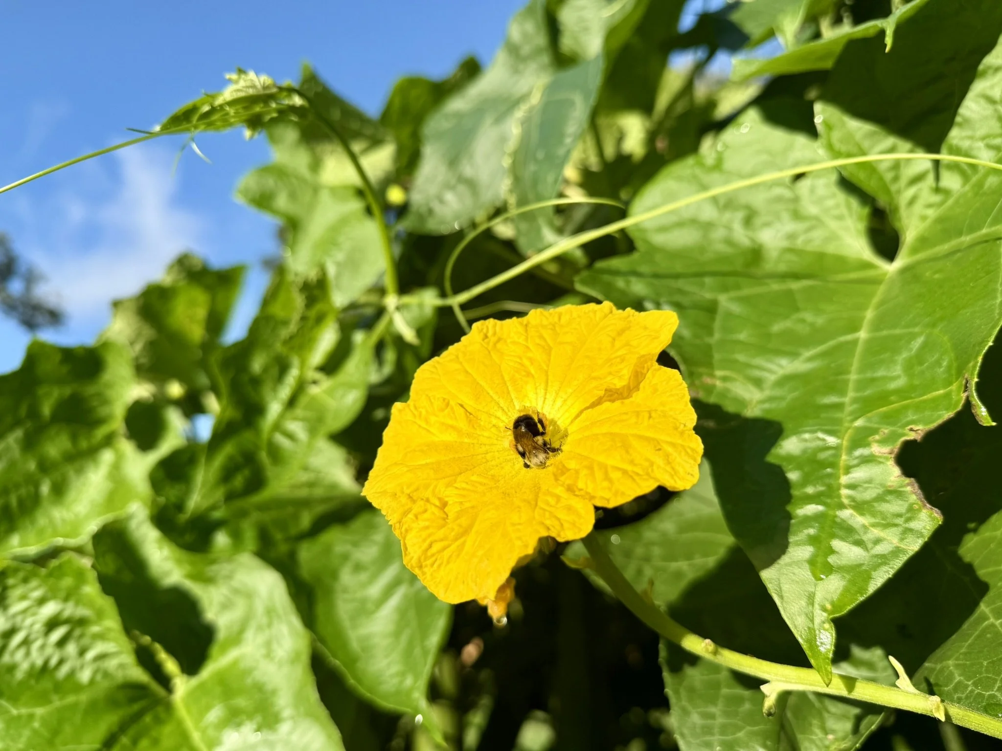 IMG_6349.JPEG