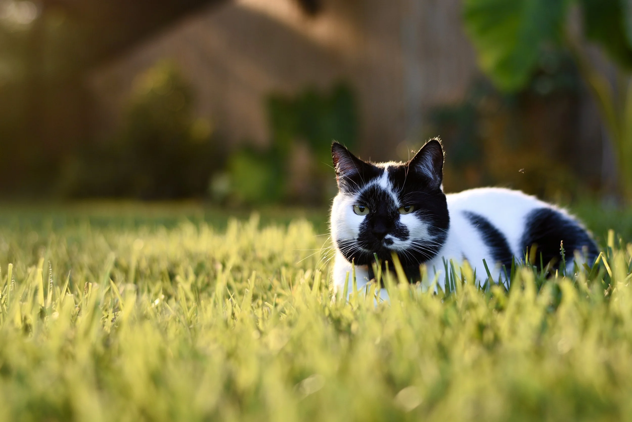 DSC_5160.JPEG