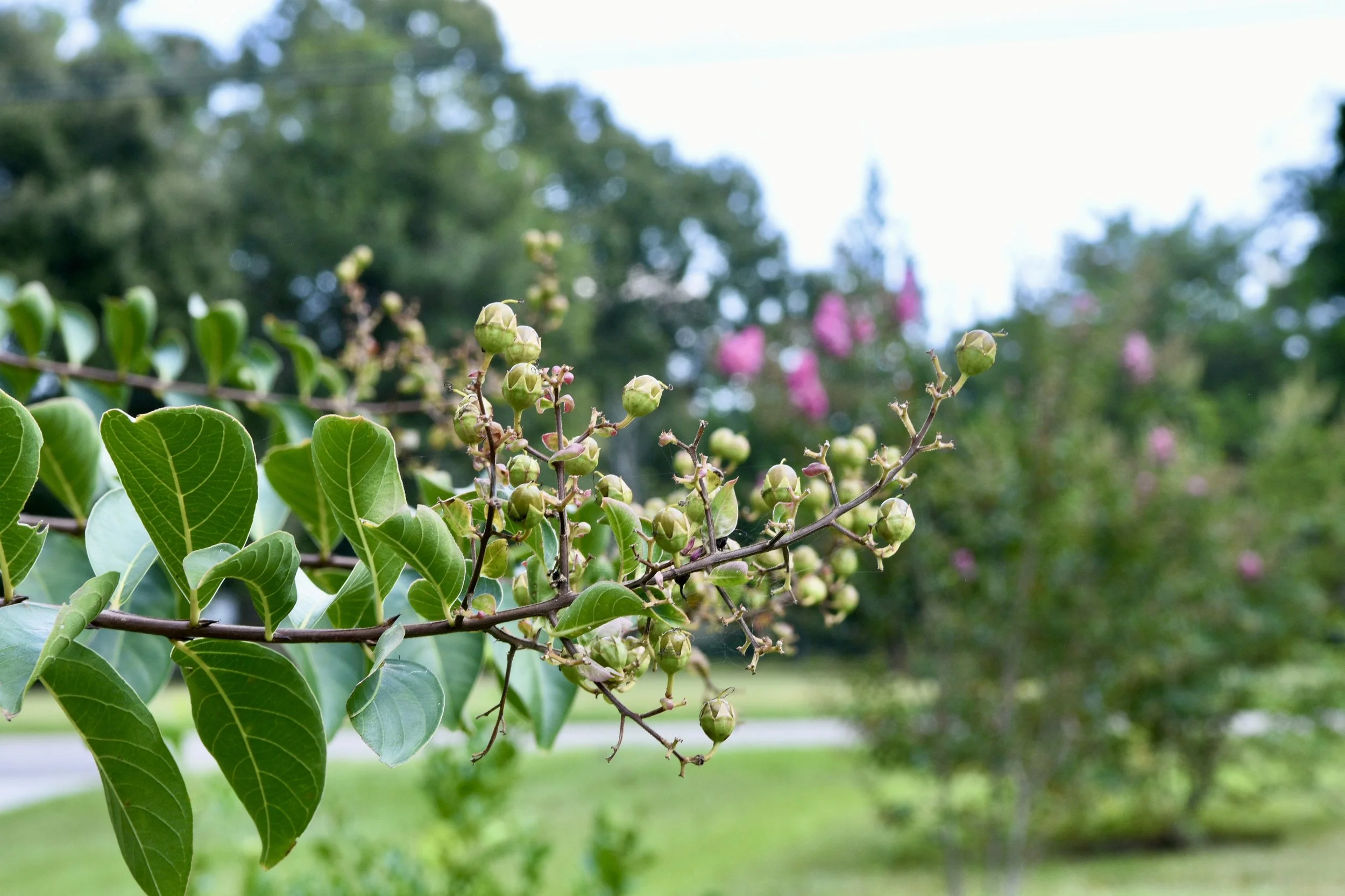 DSC_5226.JPEG