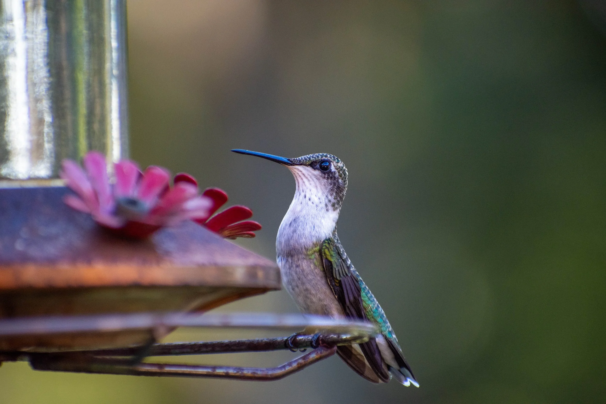 DSC_5452-2.jpg