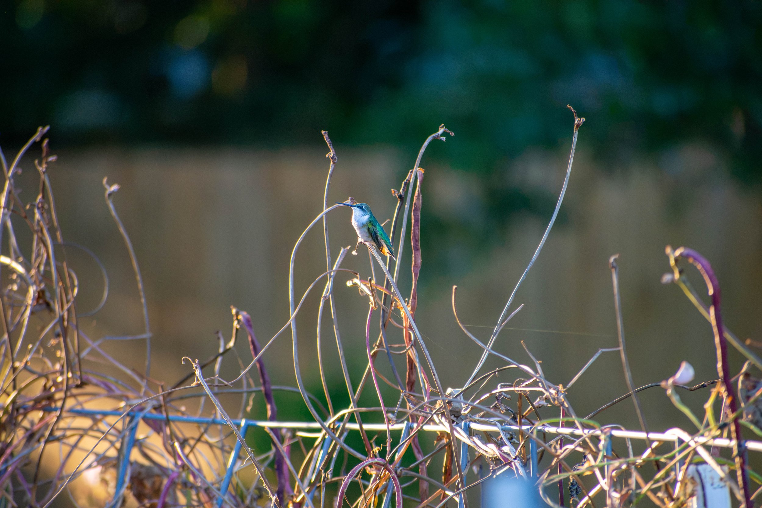DSC_5425.jpg