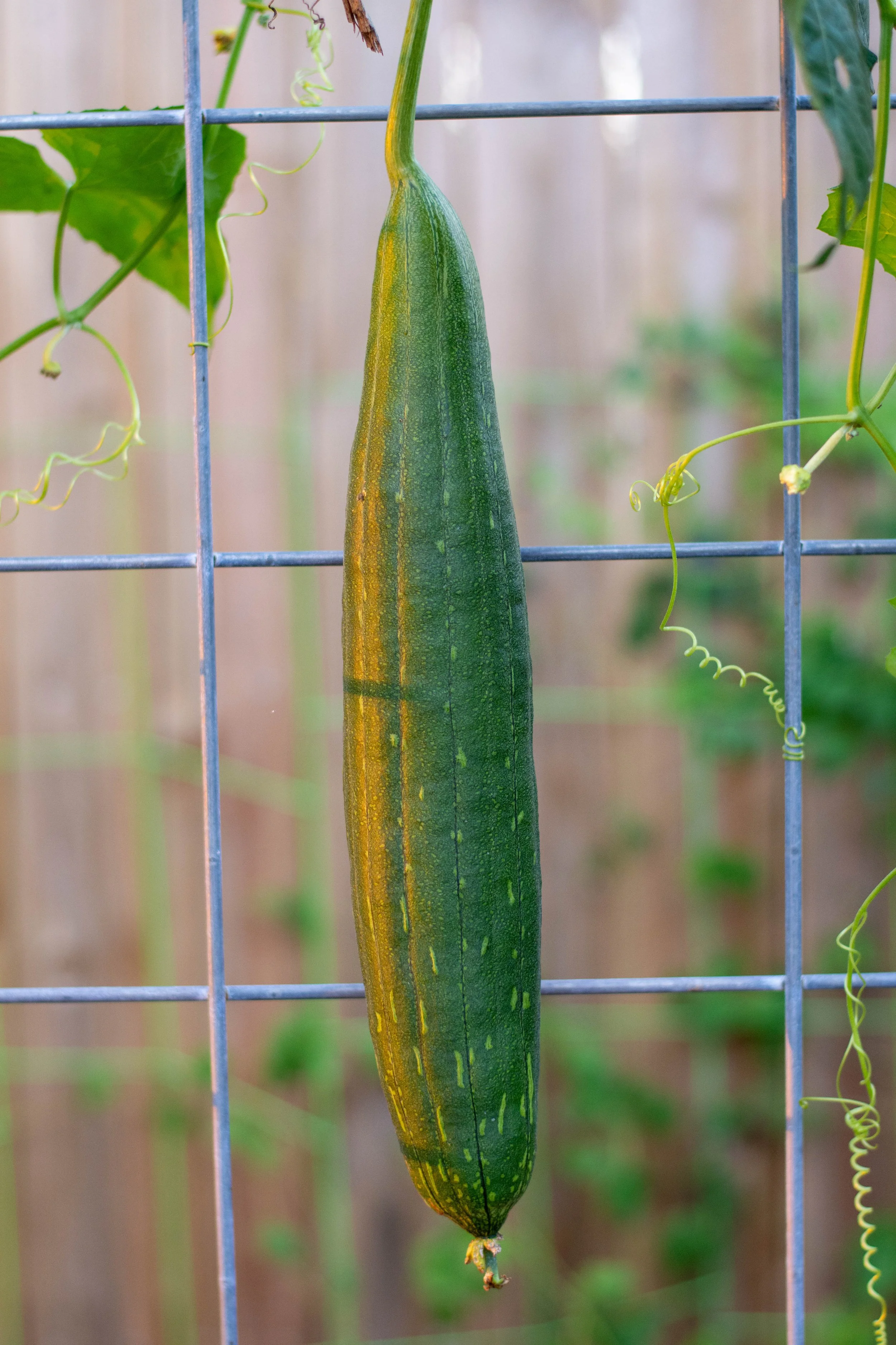 DSC_5699.jpg