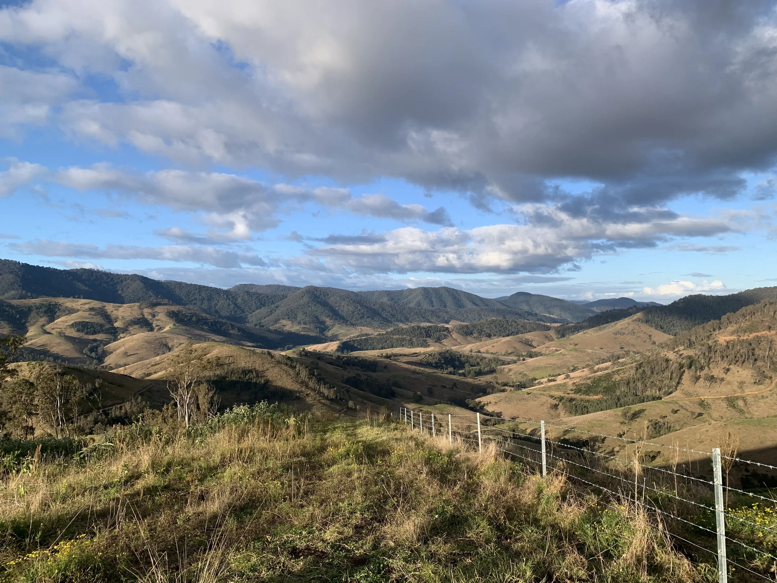 Bretti Run Farm Gloucester Cattle