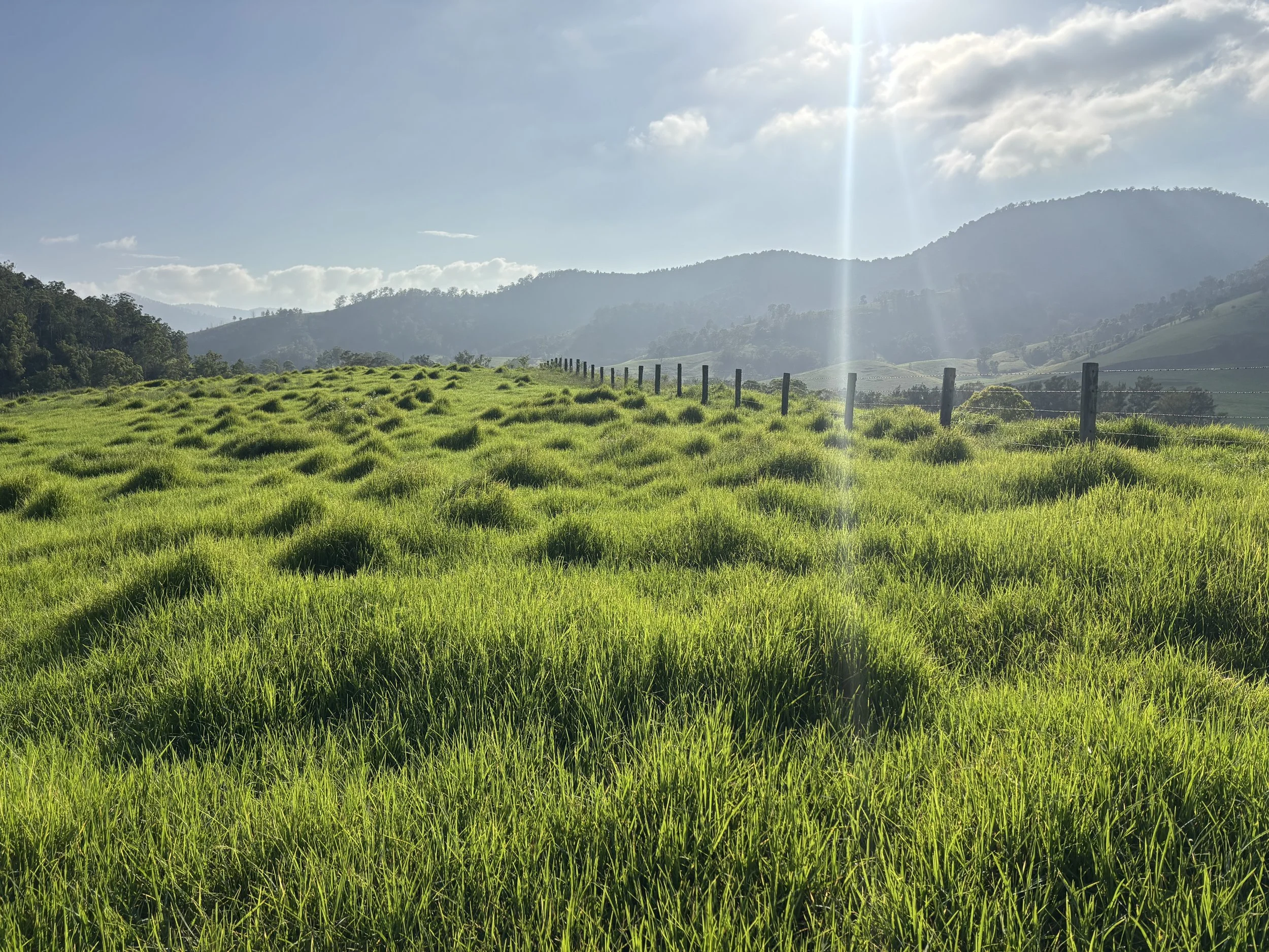 Gloucester Tibbuc Beef Cattle Farm