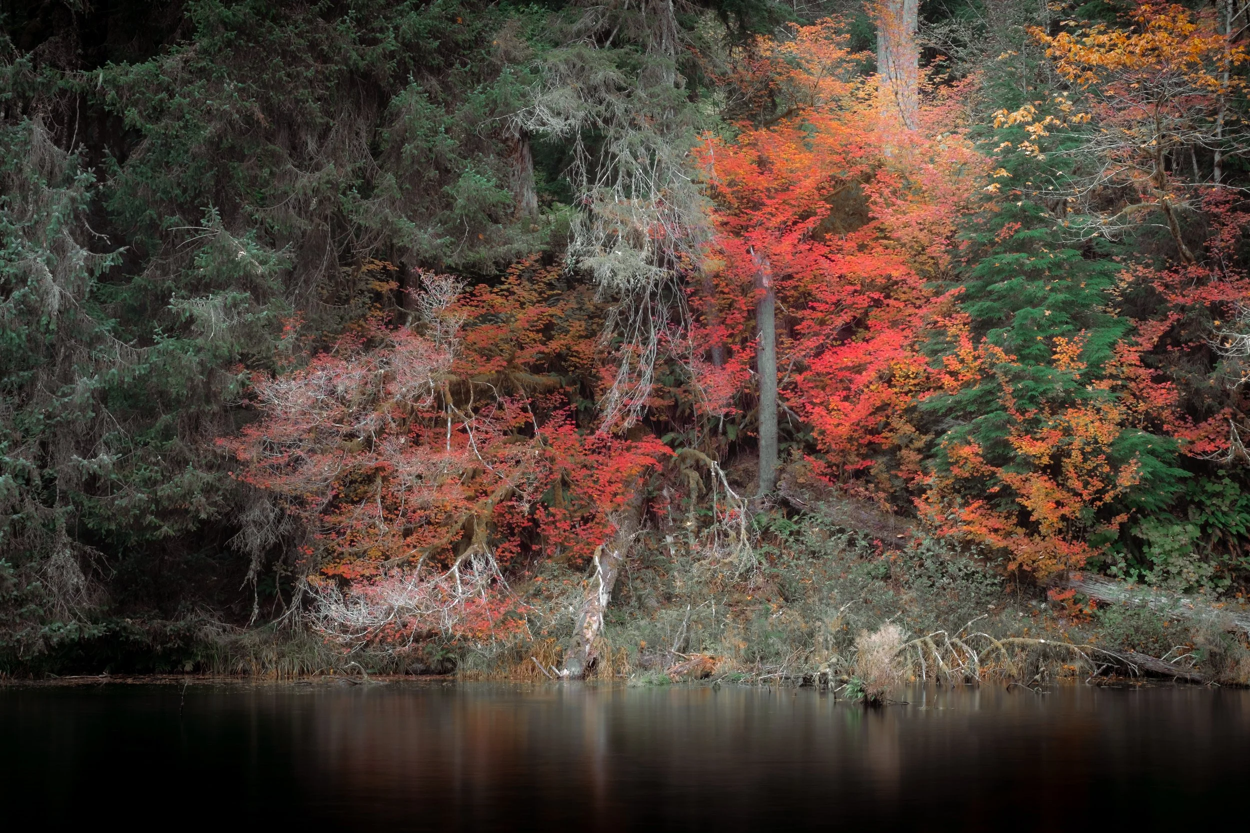 hoh national rainforest, 2025