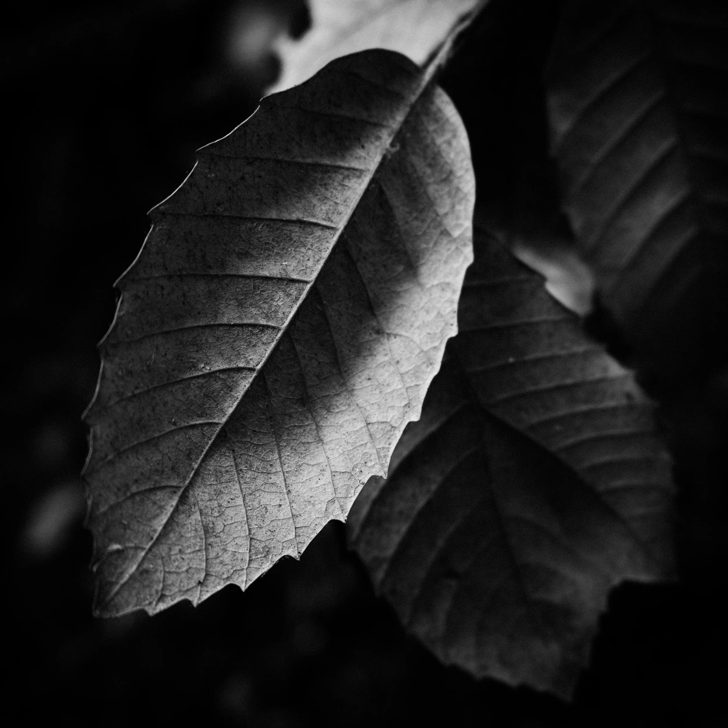 DSCF0762.jpg