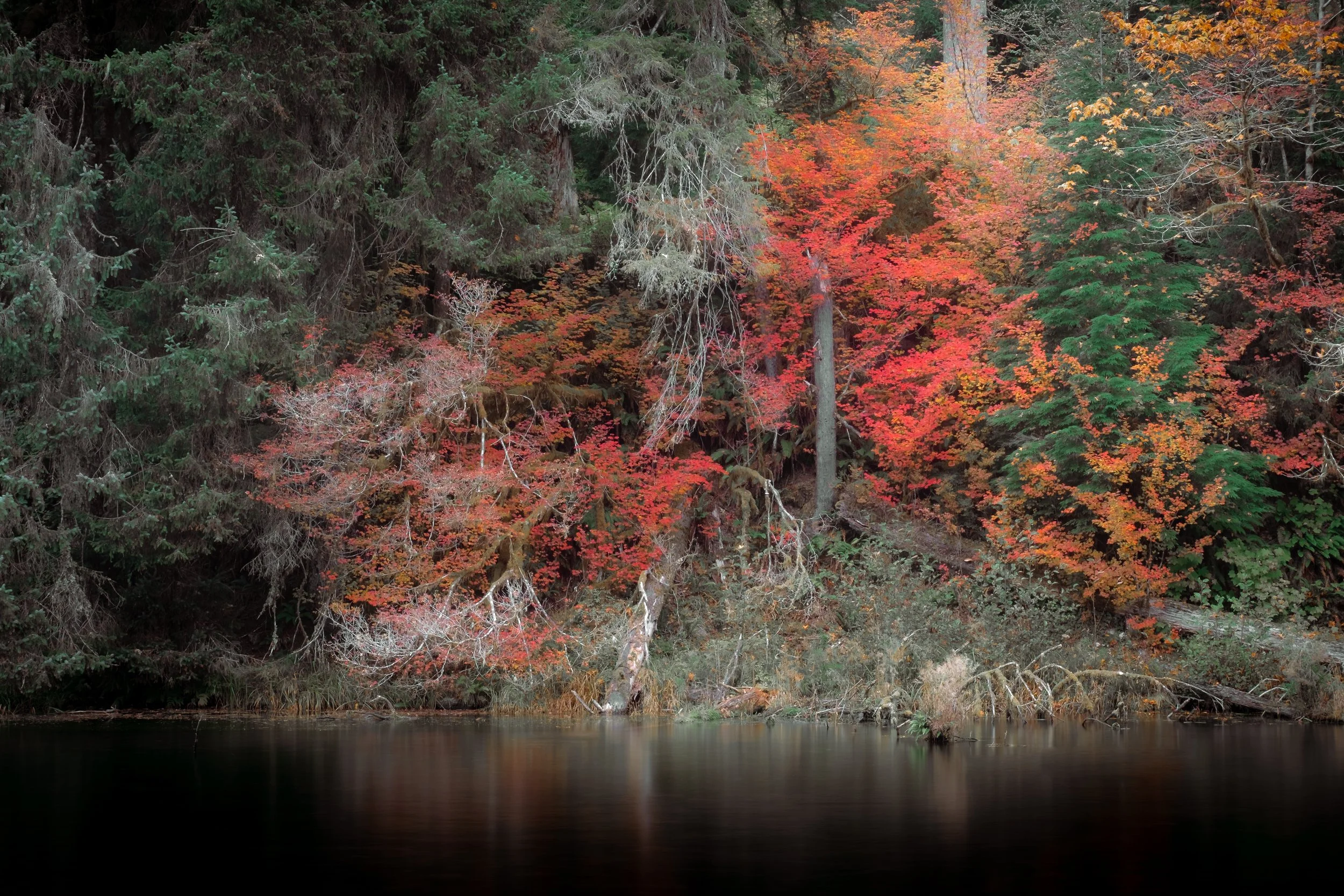 hoh national rainforest, 2025