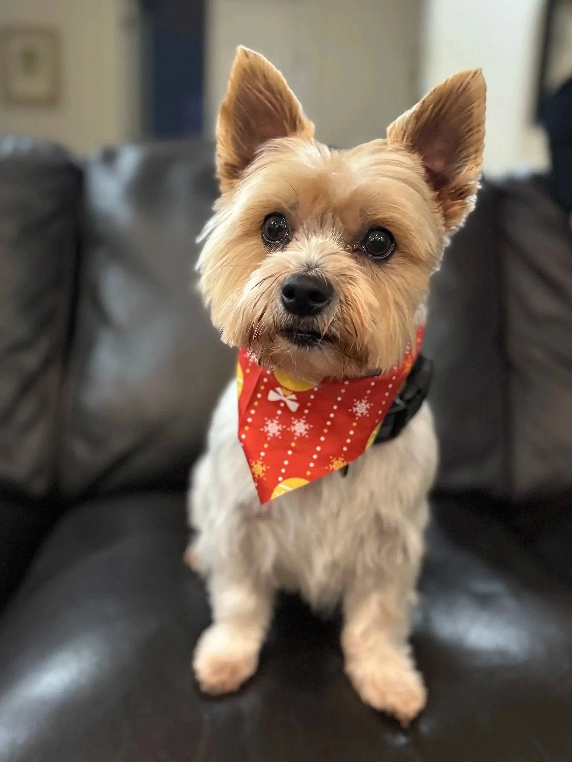 A small dog with tan fur and upright ears wearing a red holiday bandana with white snowflake patterns, sitting on a dark surface.