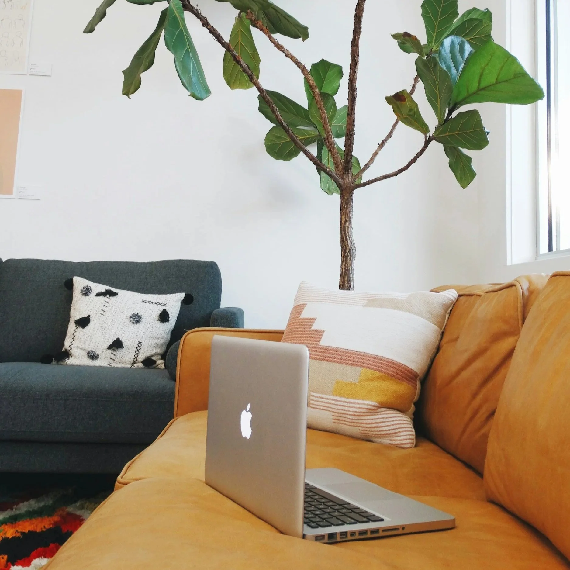 A living room with a mustard yellow couch and a wooden armchair, both decorated with pillows. A large indoor fiddle leaf fig tree stands behind the couch, and a MacBook laptop is placed on the armrest of the chair.