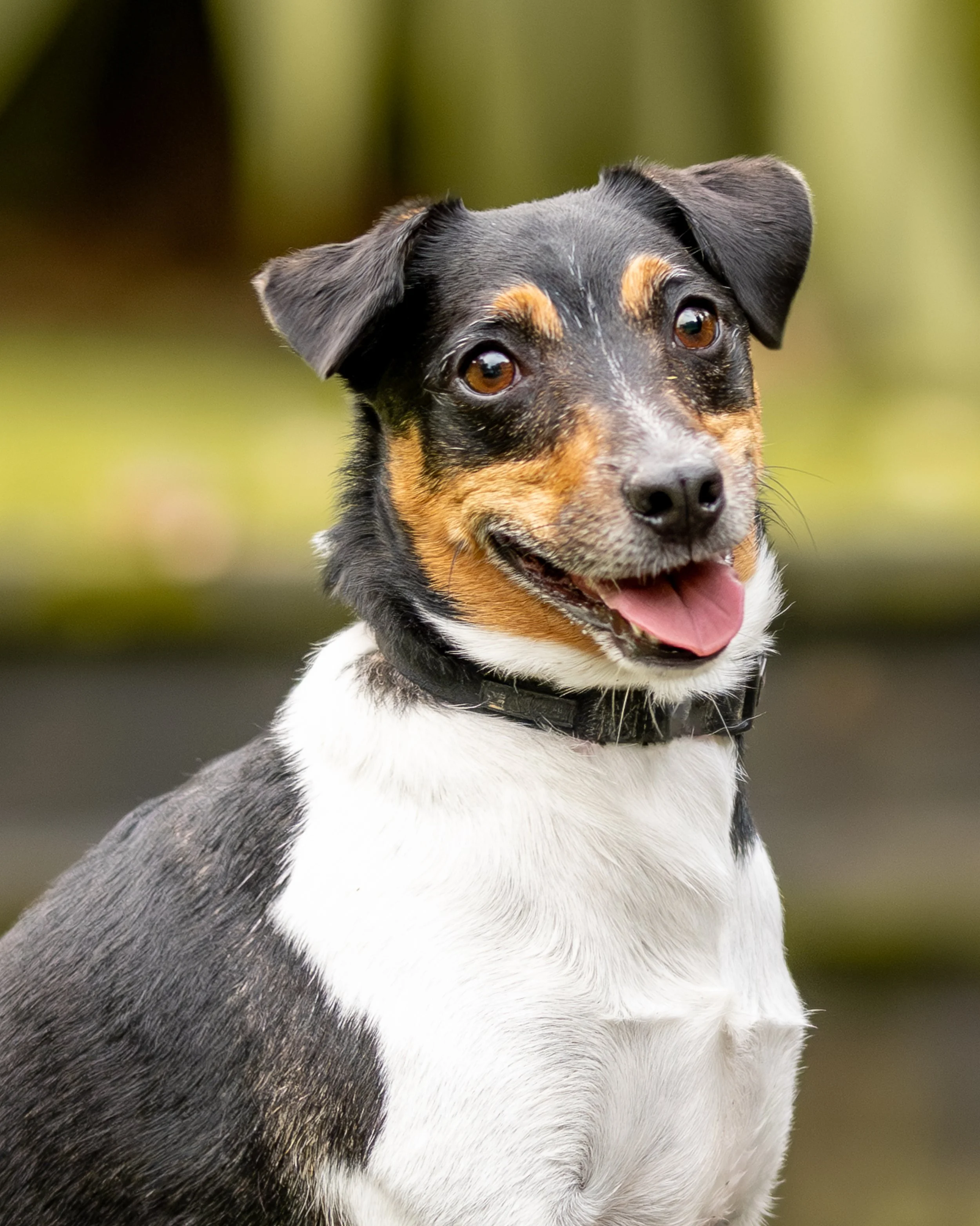 Pound Pooches Mini Session - Harry 8.jpg