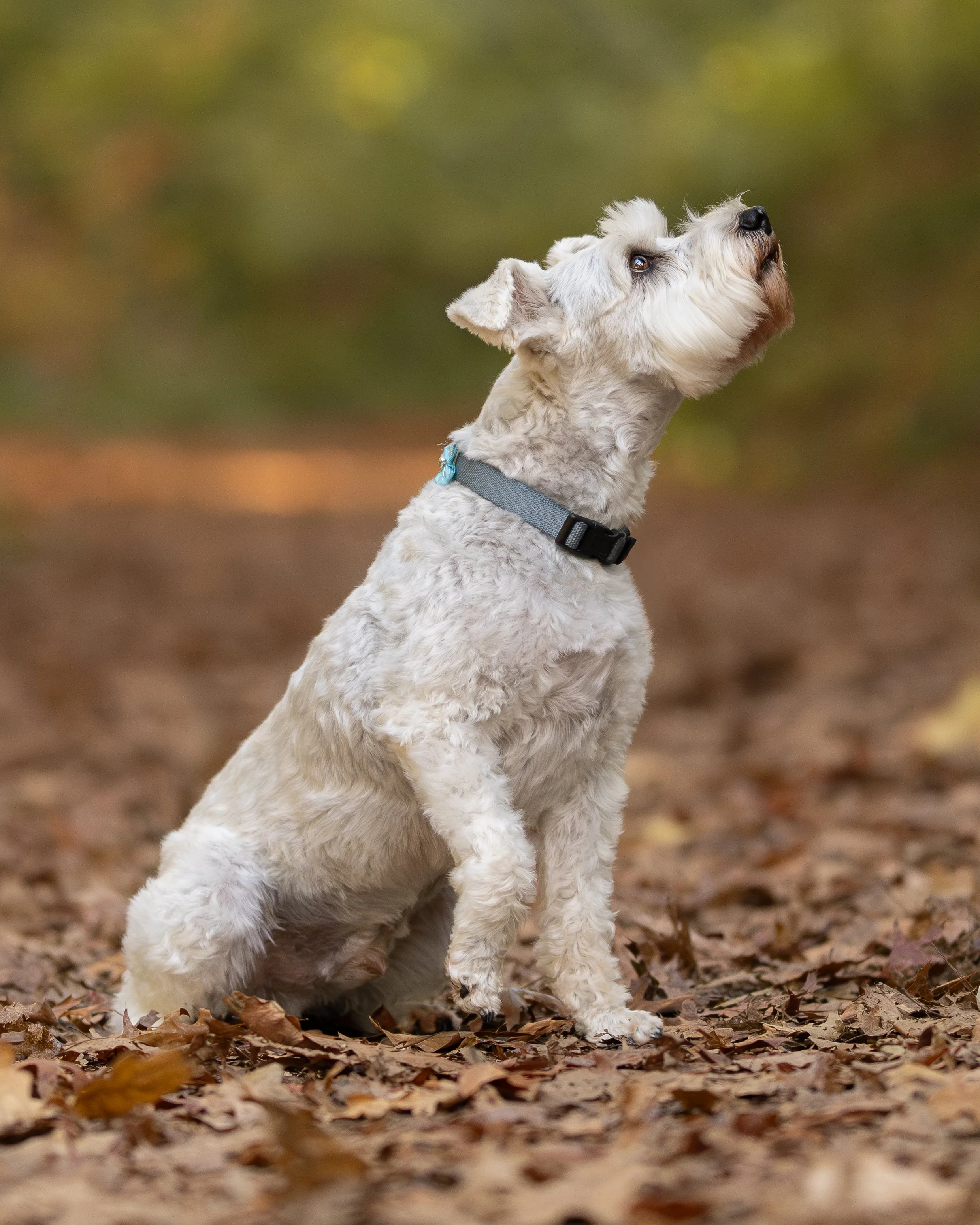 Chappie - Autumn Mini - 3.jpg