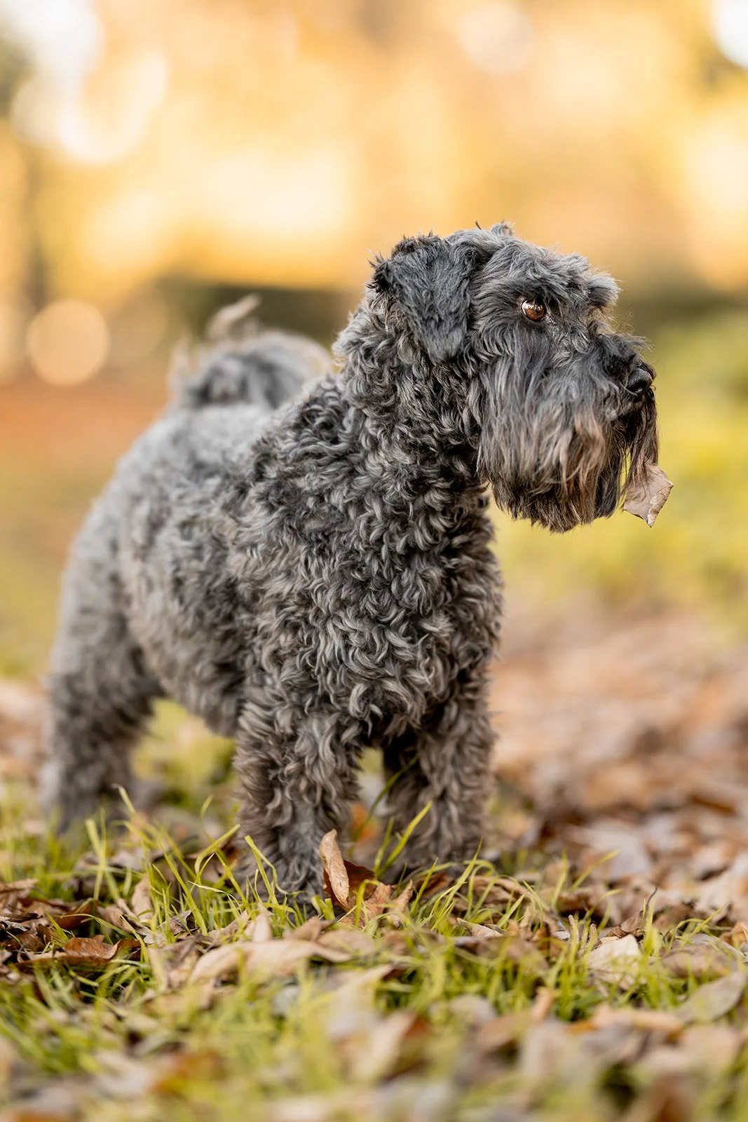 Dog basking in the golden sun — Wildlight Pet Co, Hawke's Bay