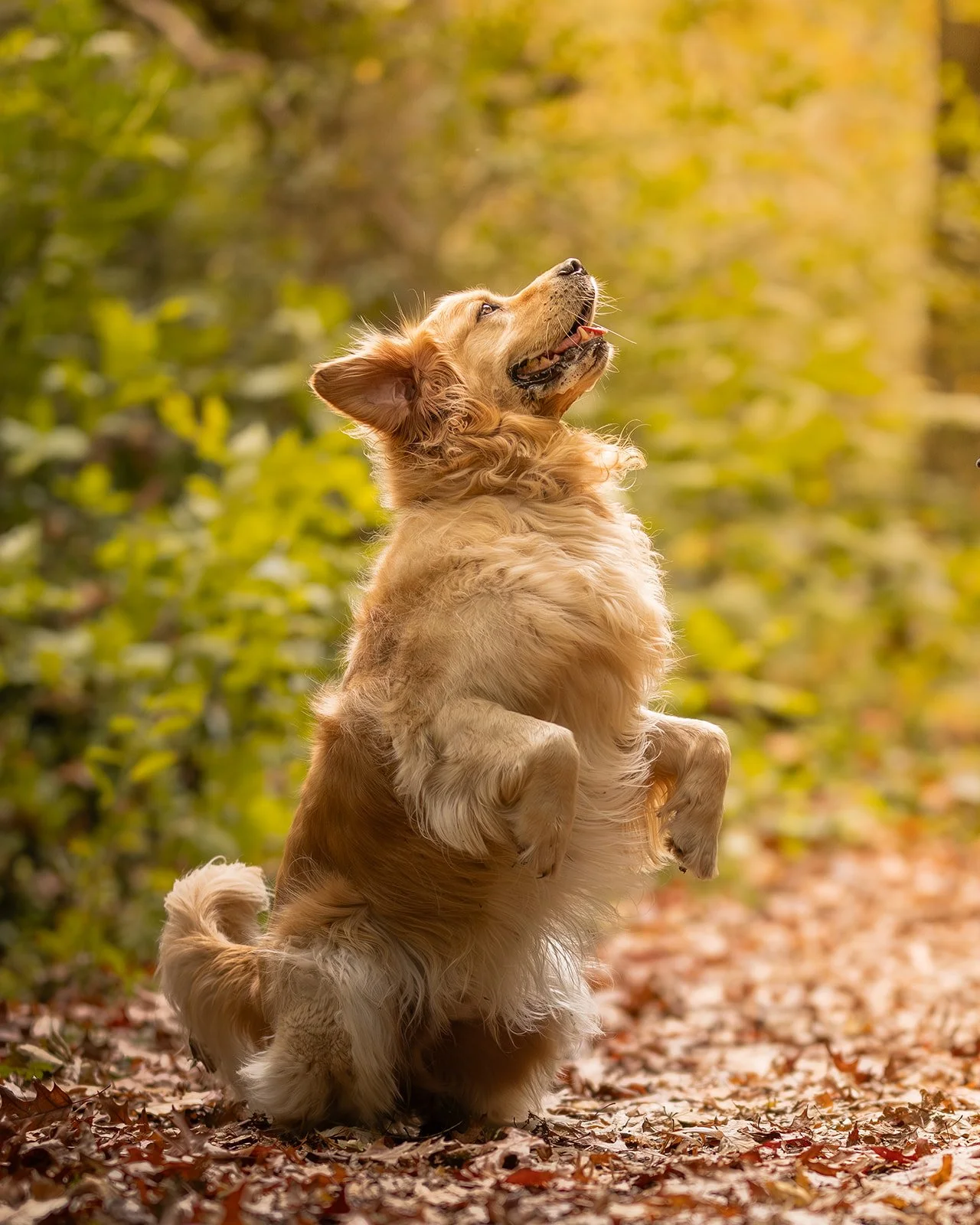 Golden retriever jumping at golden hour — Wildlight Pet Co, Hawke's Bay