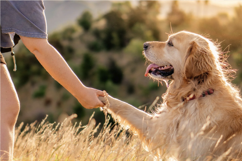 Handshake with a dog and it ownerGolden retriever running through long grass at golden hour — Wildlight Pet Co, Hawke's Bay
