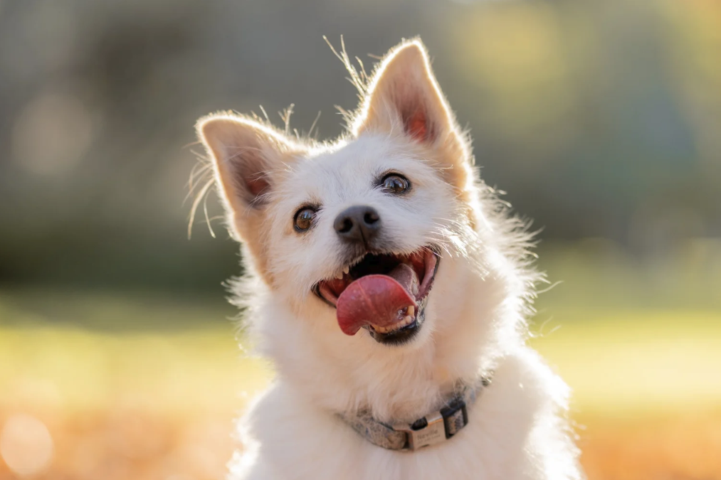 Little dog with its mouth open Golden retriever running through long grass at golden hour — Wildlight Pet Co, Hawke's Bay
