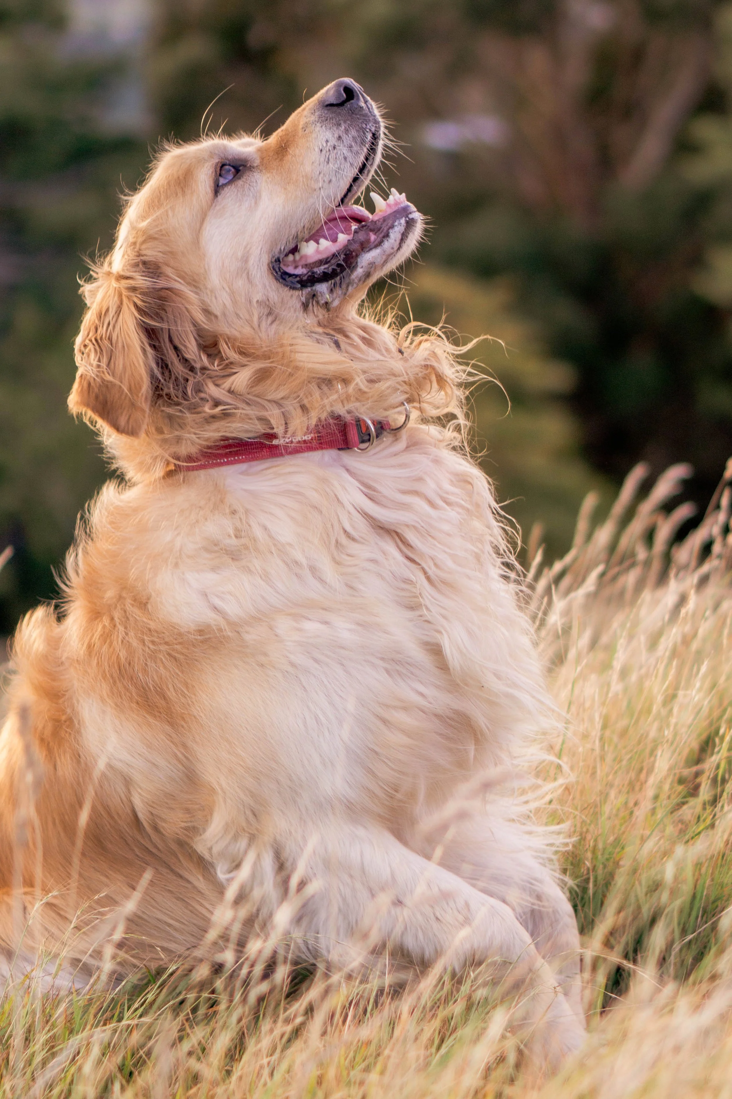 Golden retriever dog sitting in tall grass with mouth open, looking up, outdoors during daytime.
