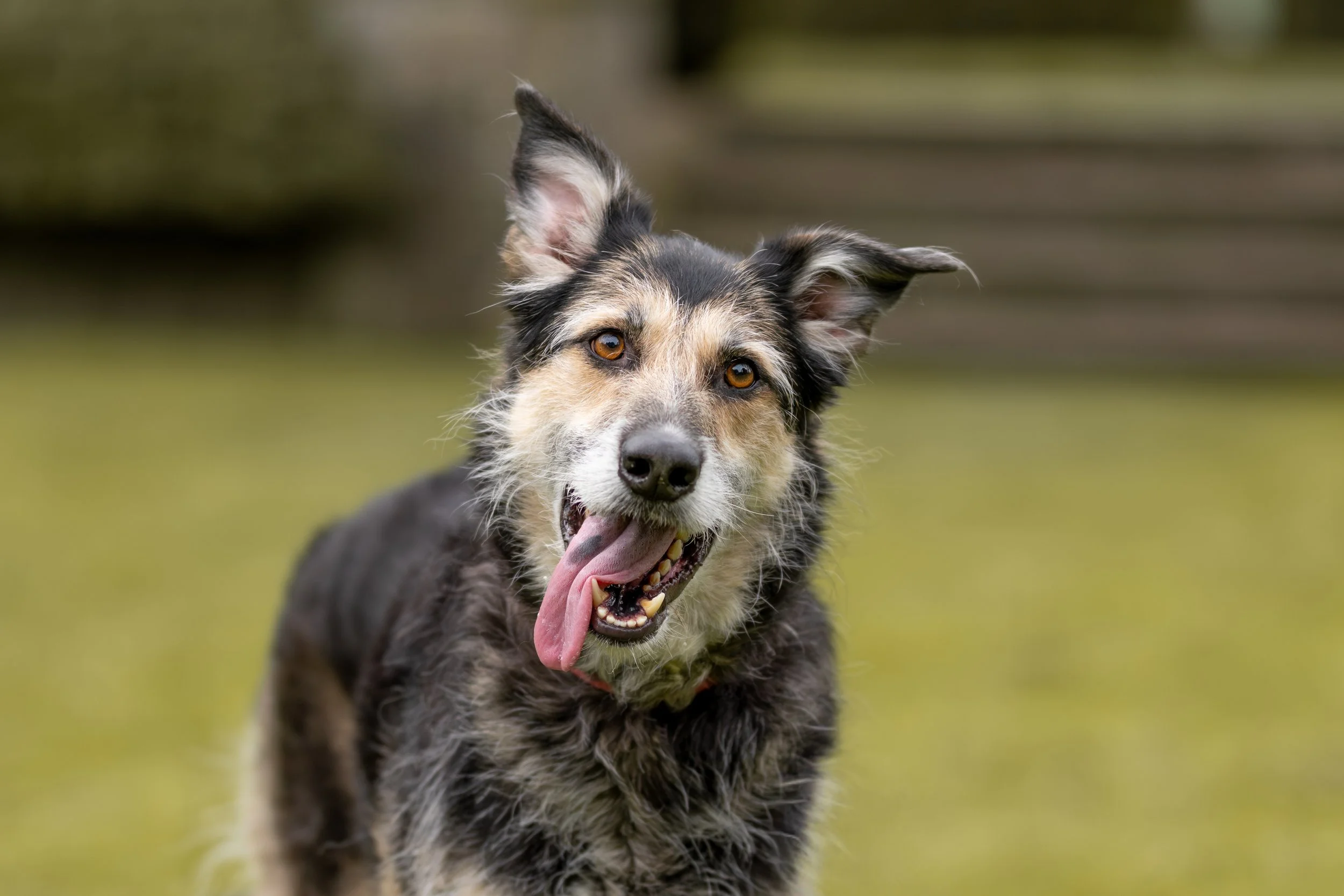 Pound Pooches Mini Session - Bundi - 24.jpg