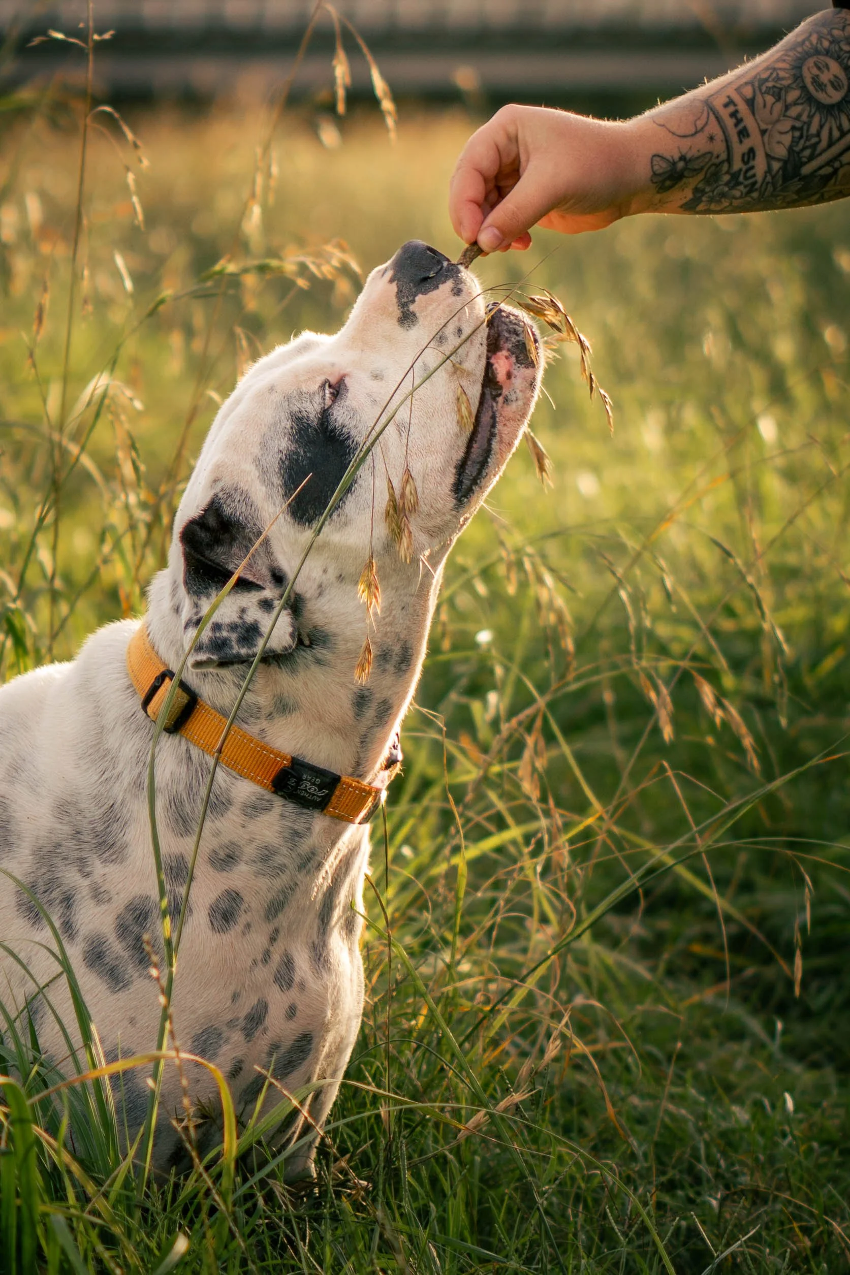 A Dalmatian dog with a yellow collar receiving a treat from a person with tattoos on their arm in a grassy field during sunset.