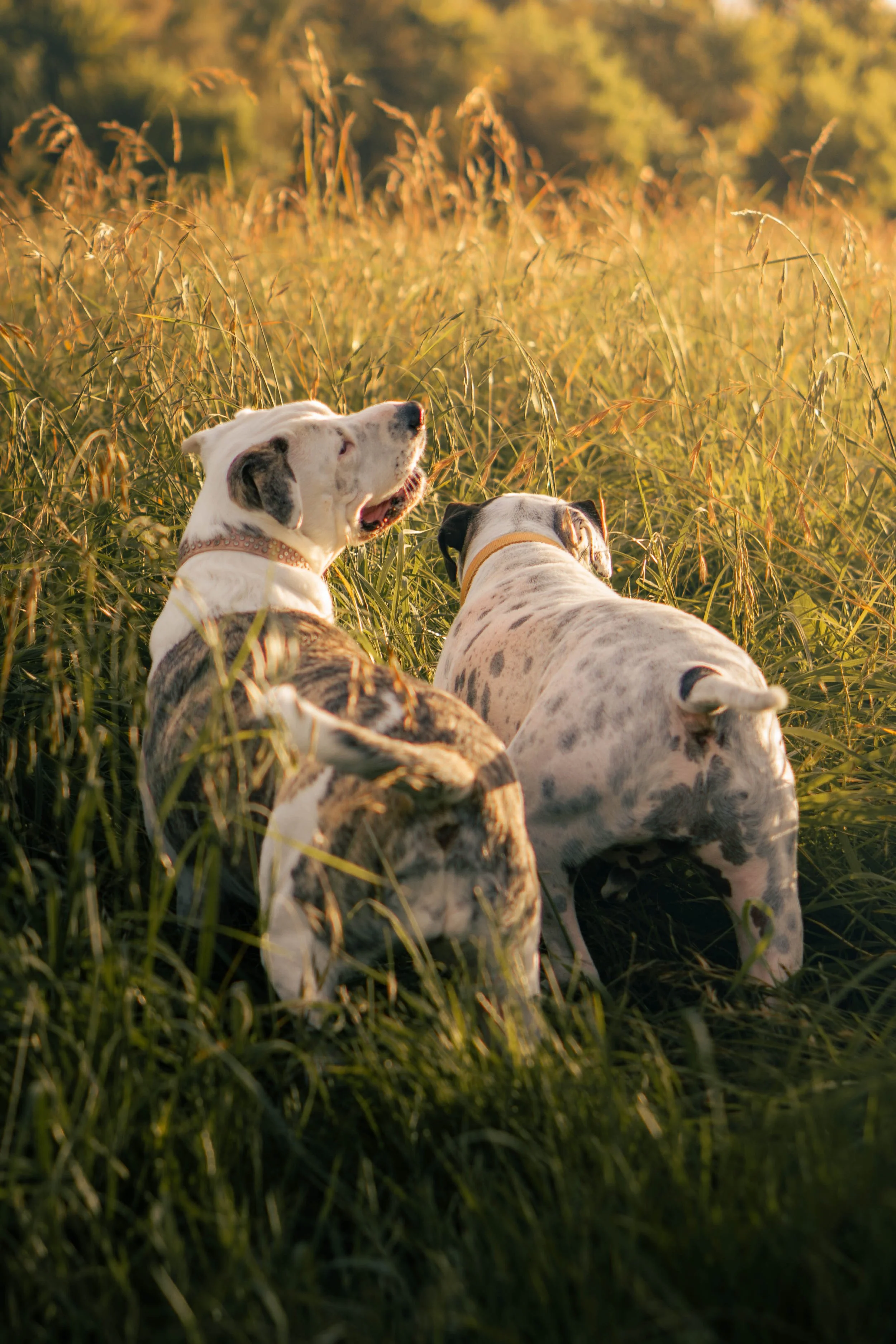 Two dogs sitting in a grassy field at sunset, facing away from the camera and looking towards the distance.