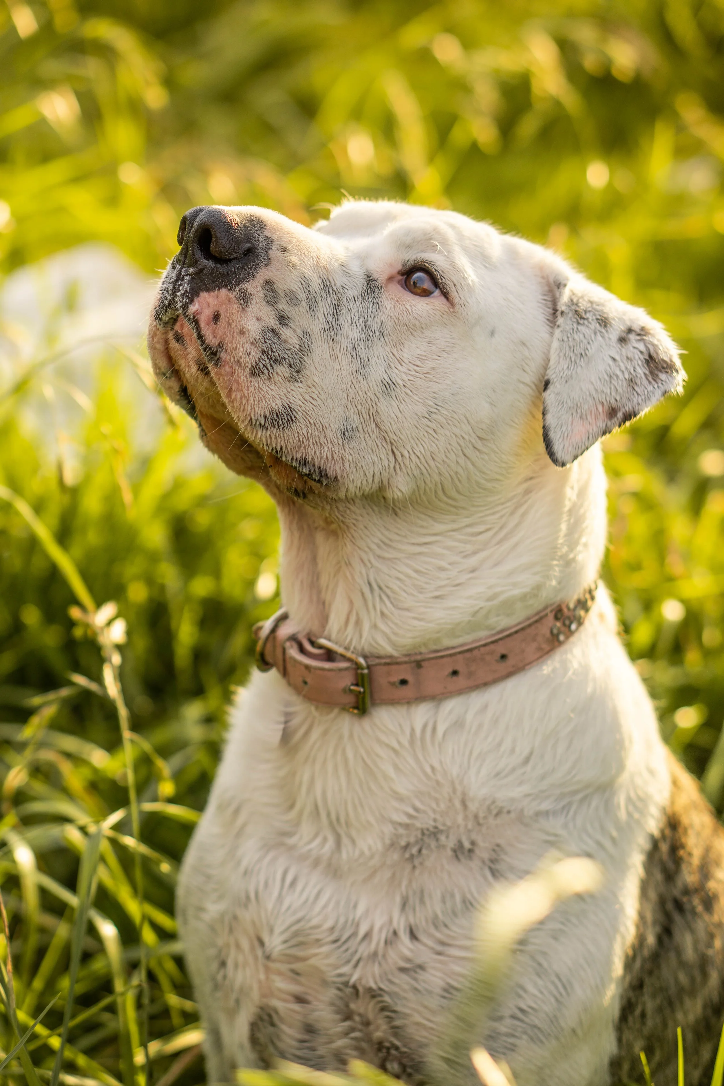 Close-up of a curious white and brindle dog sitting in green grass during daylight.