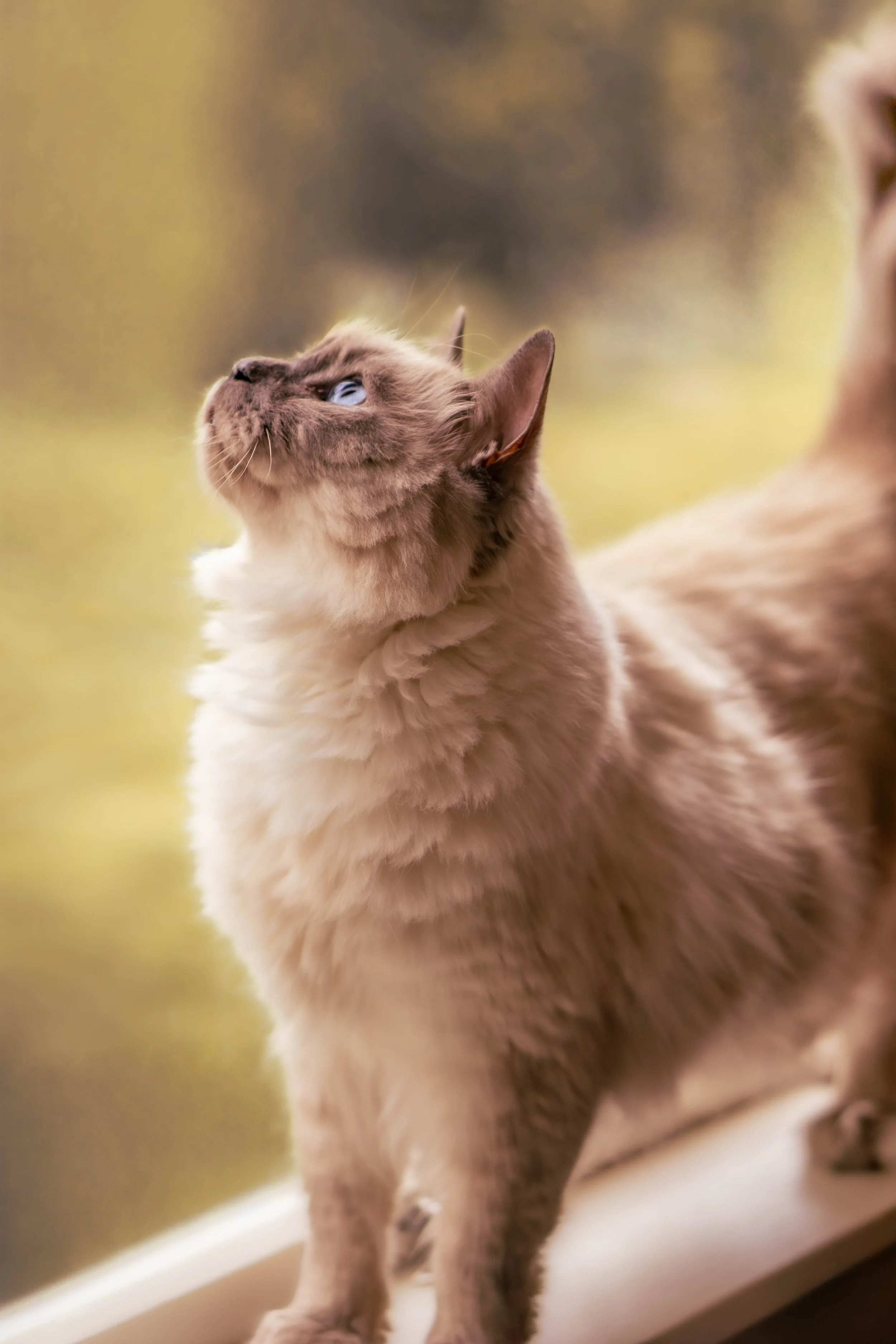 A close-up of a fluffy Siamese cat looking upwards with blue eyes, sitting on a windowsill with blurred outdoor background.